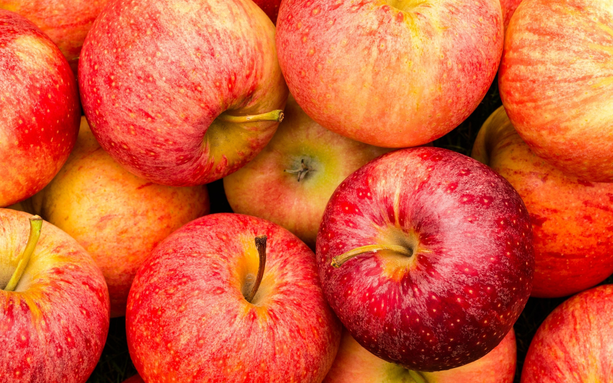 Ripe apples, Background, High quality, HD, 2560x1600 HD Desktop