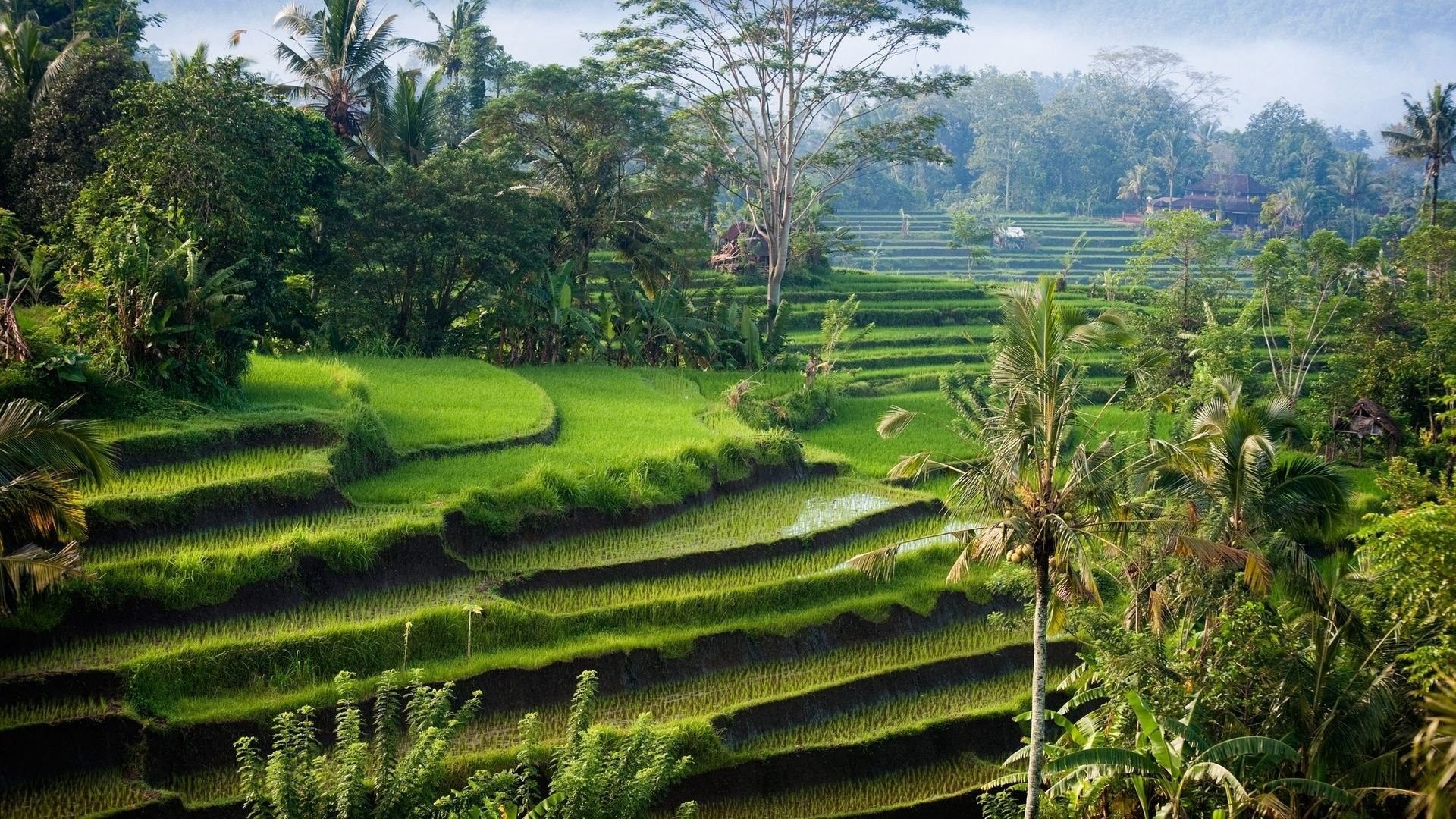 Universitas Indonesia, Academic excellence, Knowledge hub, Intellectual growth, 1920x1080 Full HD Desktop