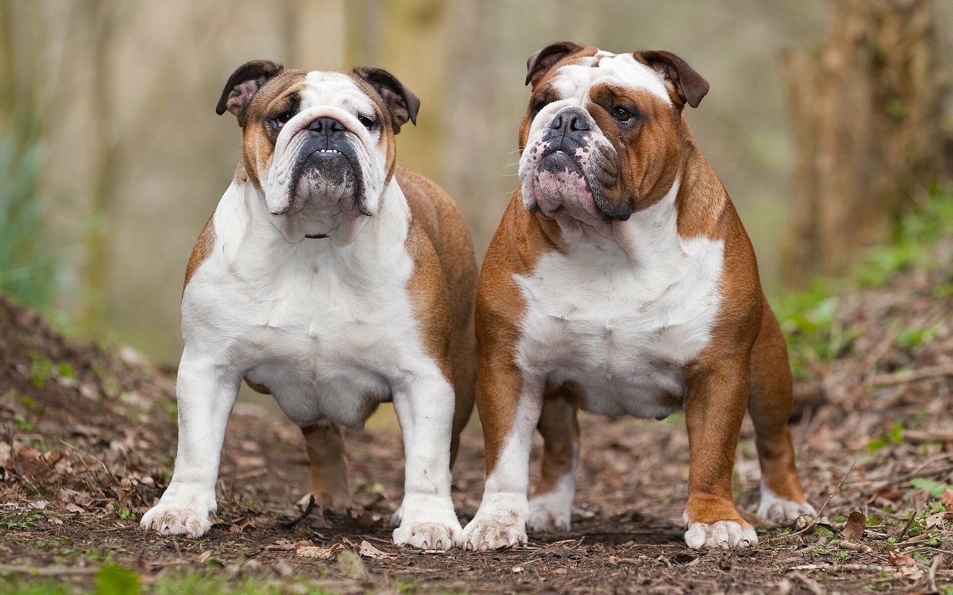 Couple, Bulldog Wallpaper, 1920x1200 HD Desktop