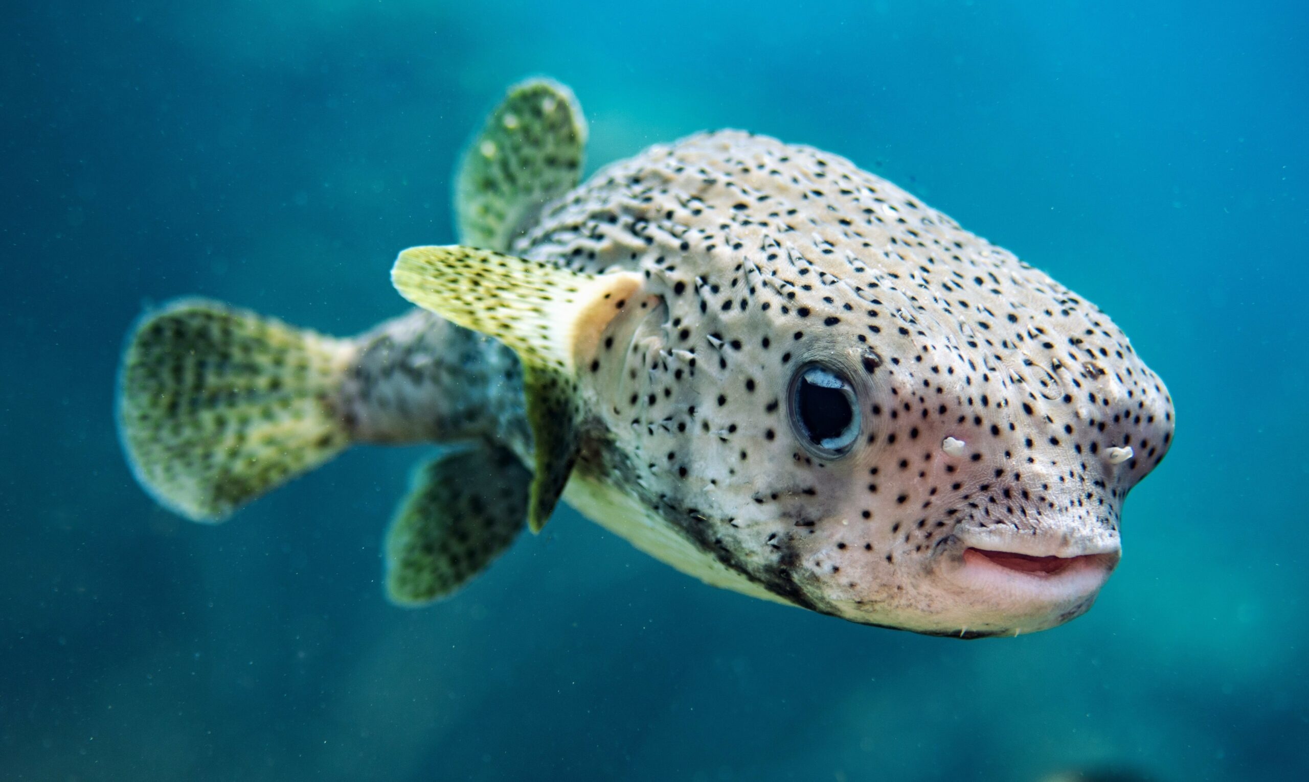 Porcupinefish, Black-speckled inflatable body, Teal aquarium water, HD Desktop wallpaper