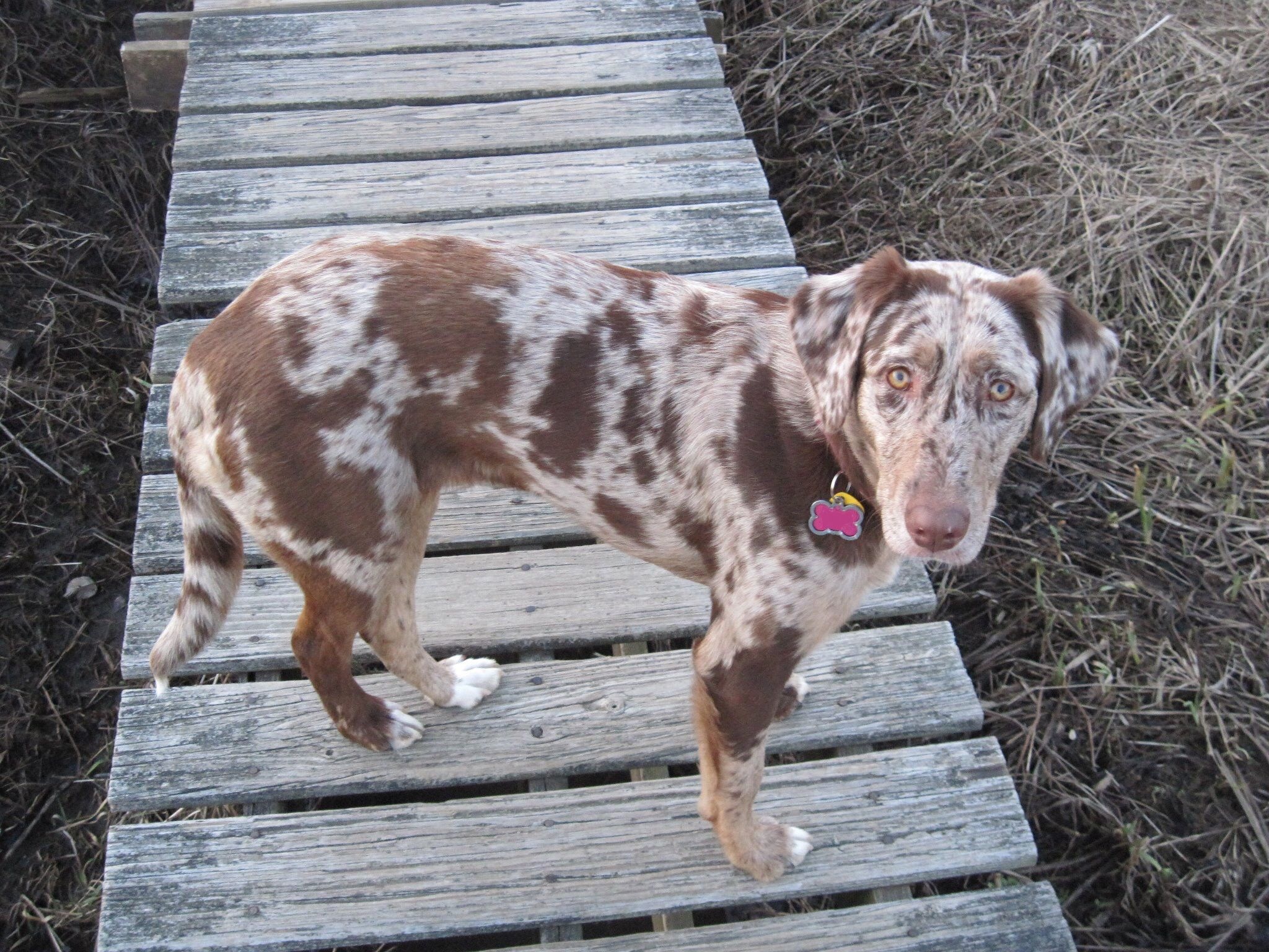 Australian Shepherd, Lab mix, Hazel eyes, Working dog breed, 2050x1540 HD Desktop