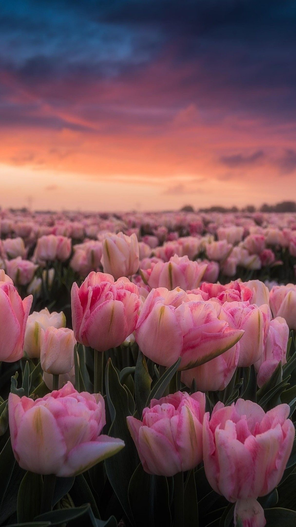 Pink double tulips, Blooming tulip field, Dusk sunset sky, HD Phone wallpaper