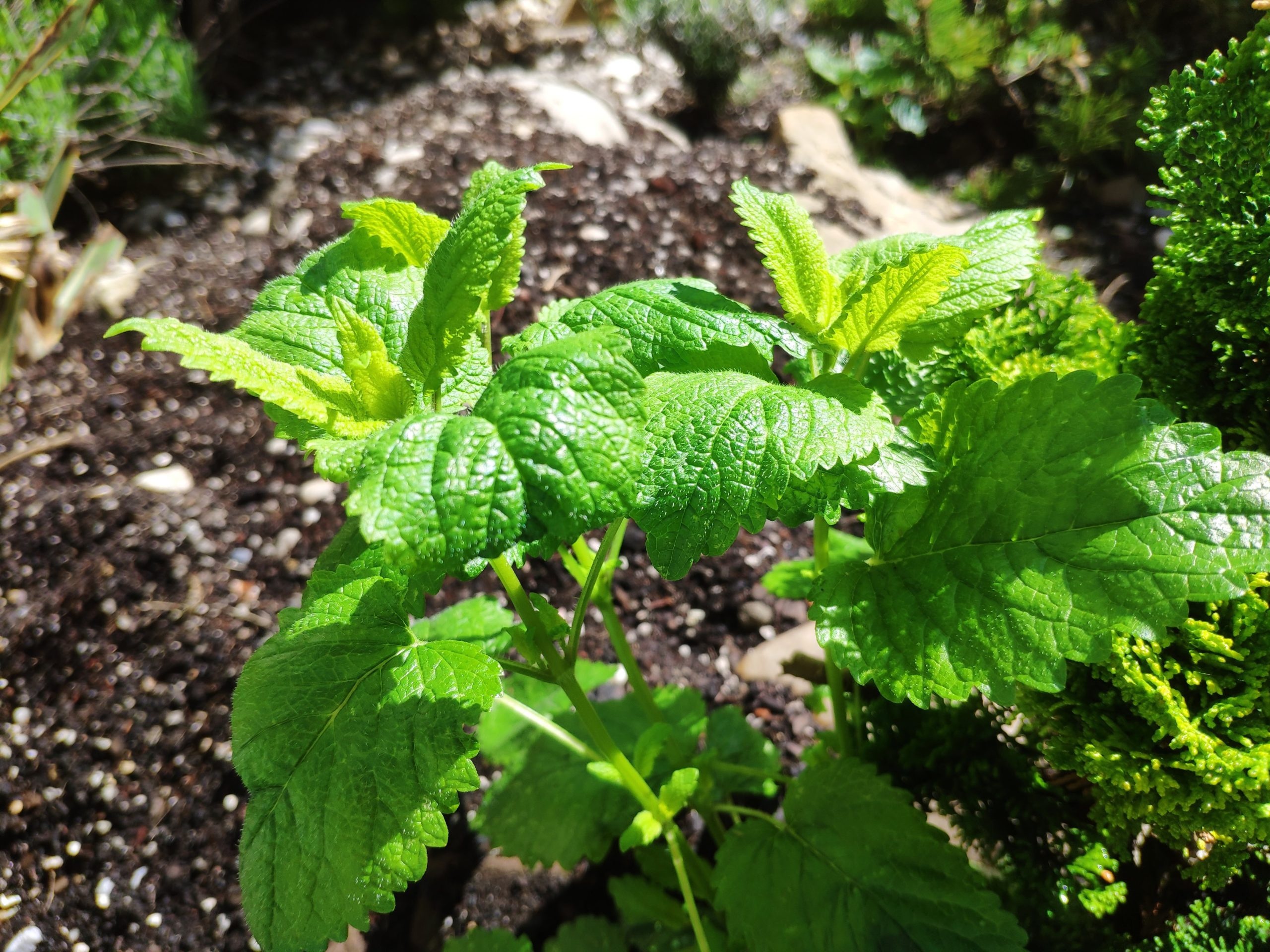 Lemon Balm, Mint leaves, Herbal remedy, Refreshing flavor, 2560x1920 HD Desktop