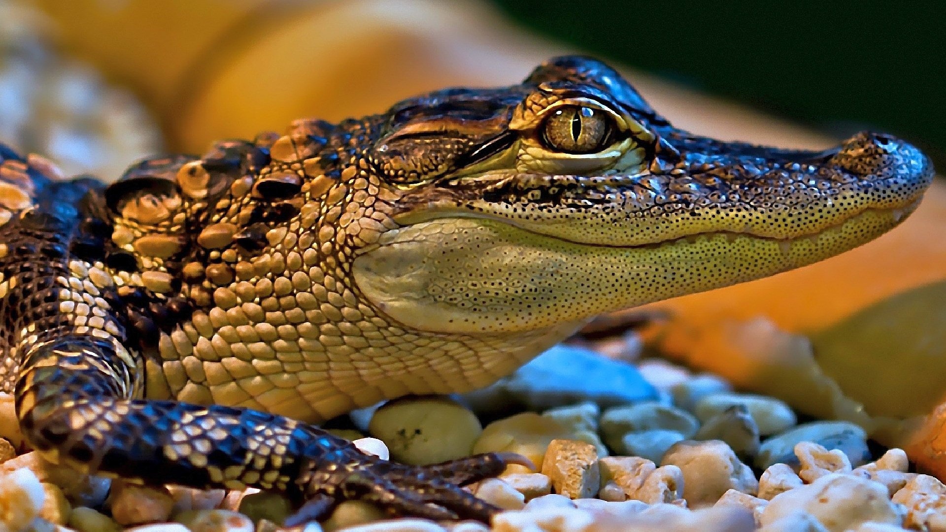 Crocodile Animals - Little Crocodile, Background Image, 1920x1080 Full HD Desktop