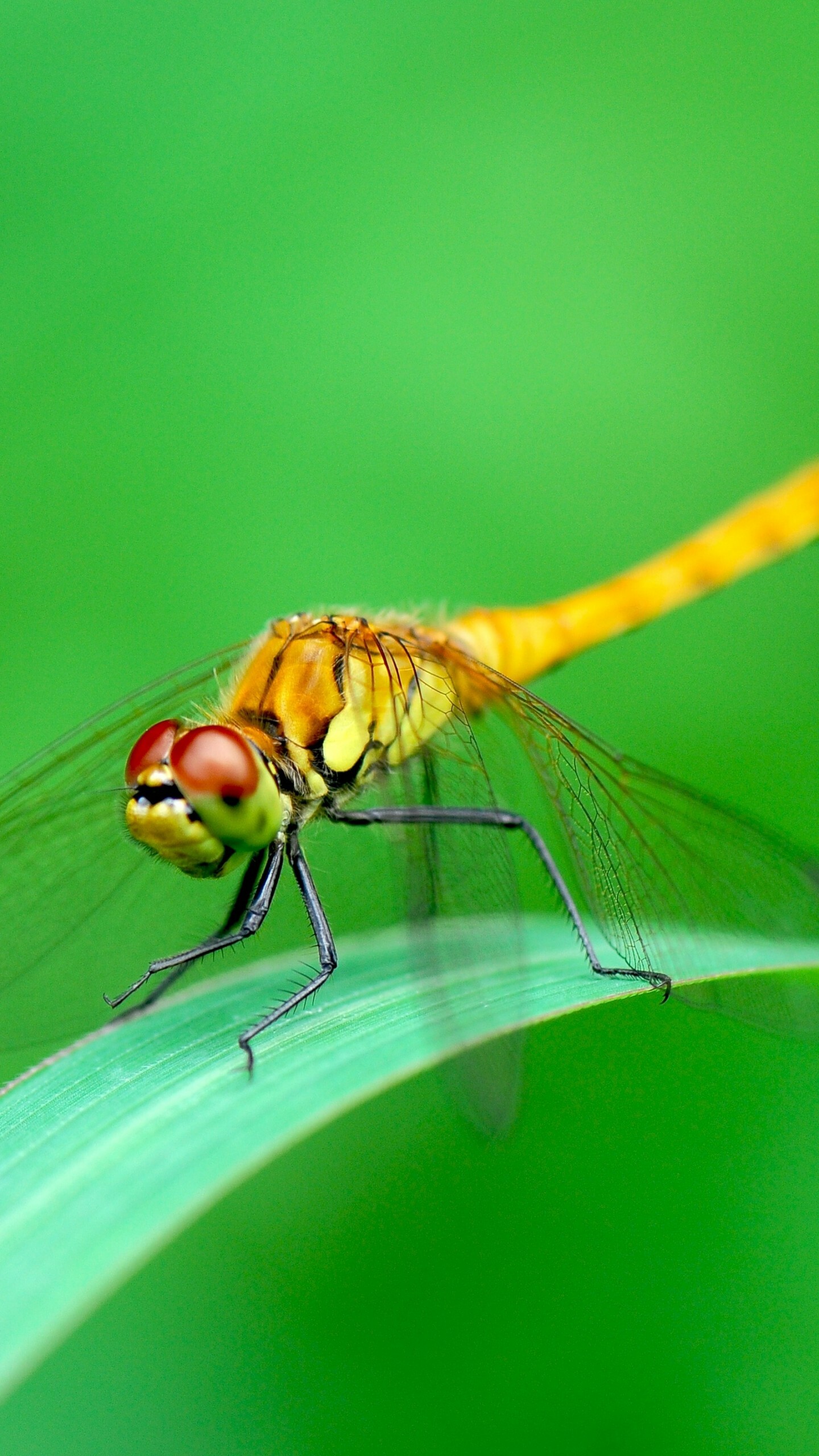 Sympetrum striolatum, Dragonflies Wallpaper, 1440x2560 HD Phone