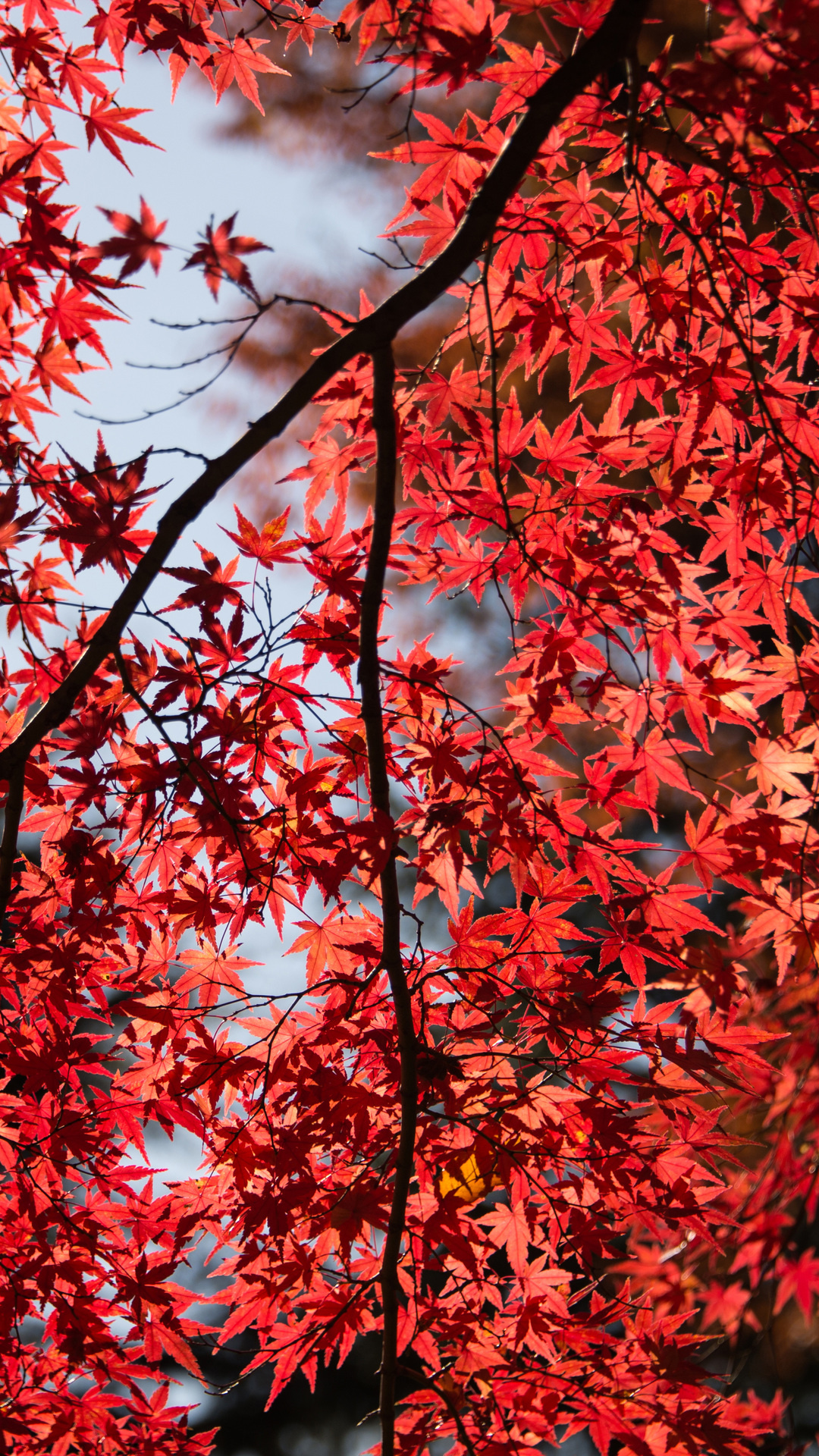 Japanese maple leaves, sunlit tree branches, red autumn foliage, Full HD Phone wallpaper