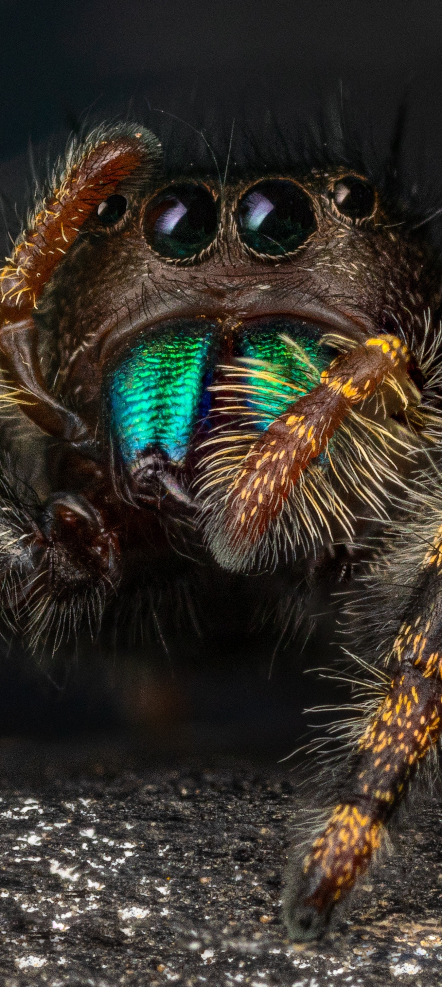 Spider, Animal jumping spider, Acrobatic marvel, Natural beauty, 1440x3220 HD Phone