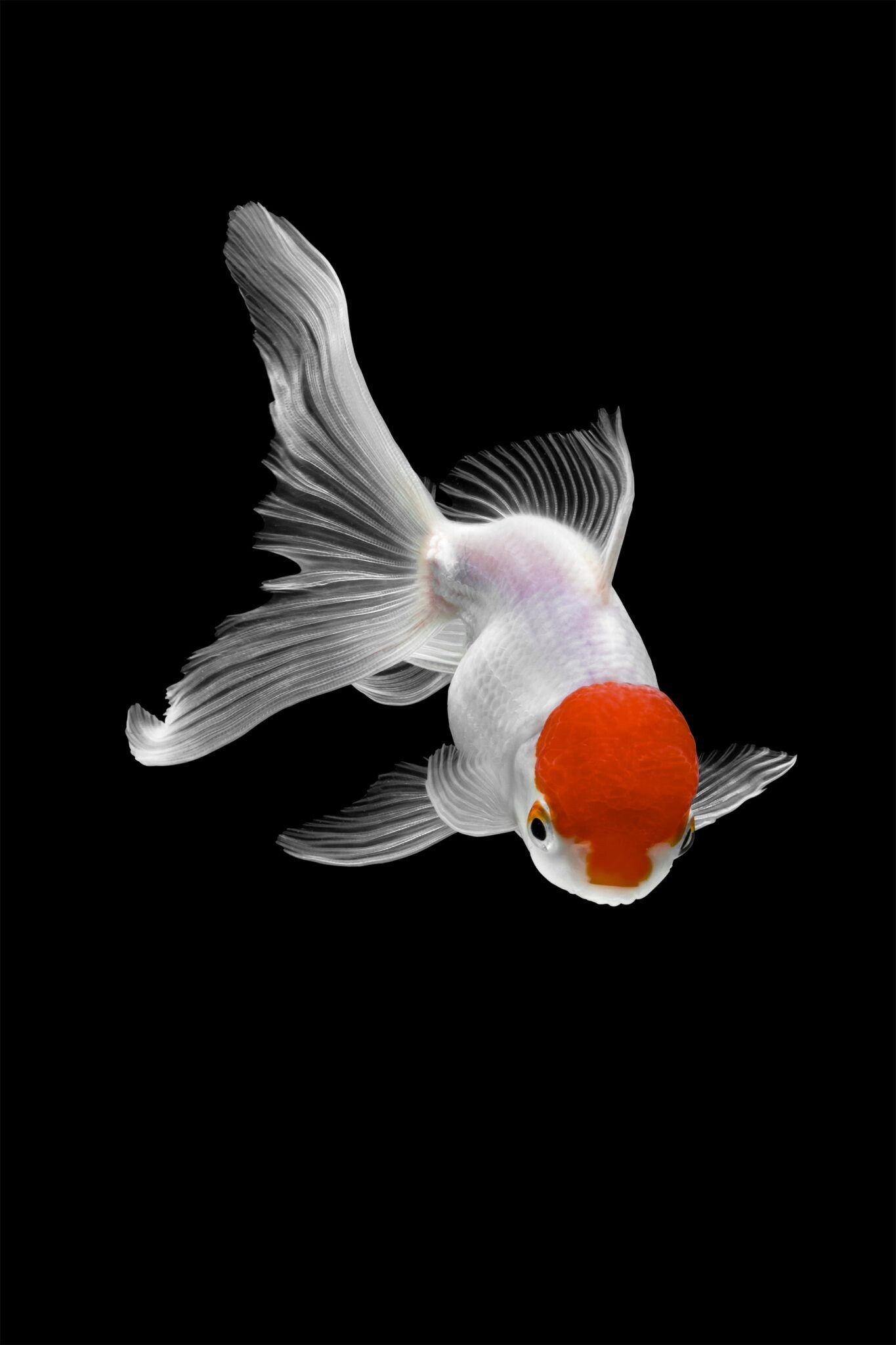 Gold Fish, Nature, Tsubaki office, Daily design, 1370x2050 HD Phone