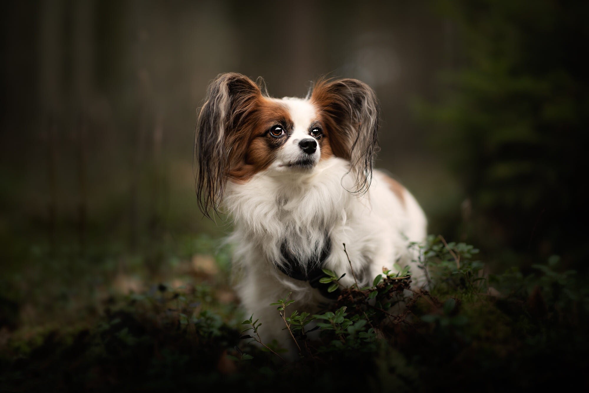 Papillon Dog, Detailed image, Alluring wallpaper, HD background, 2000x1340 HD Desktop