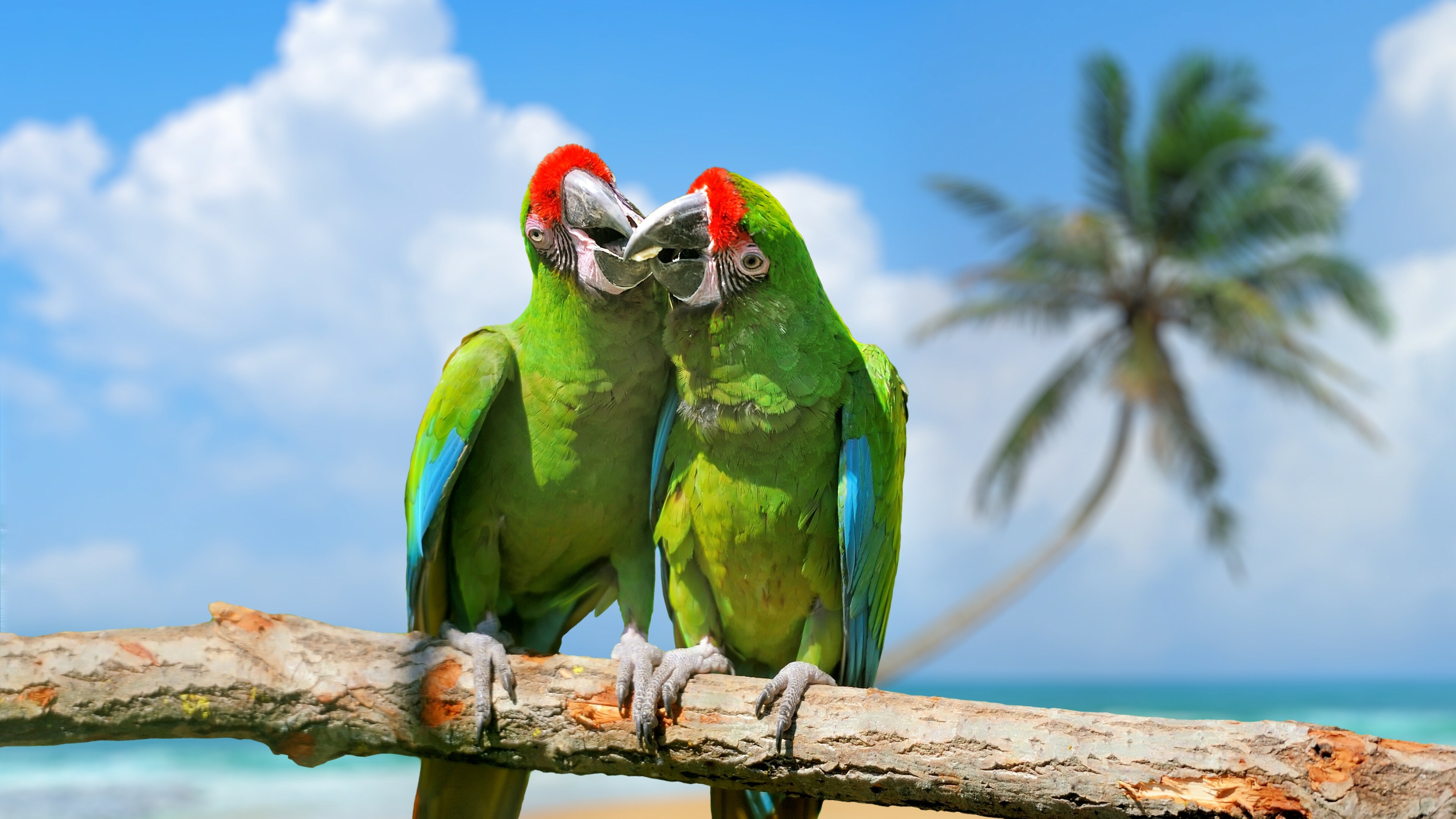 Military macaw, Parrots Wallpaper, 3840x2160 4K Desktop