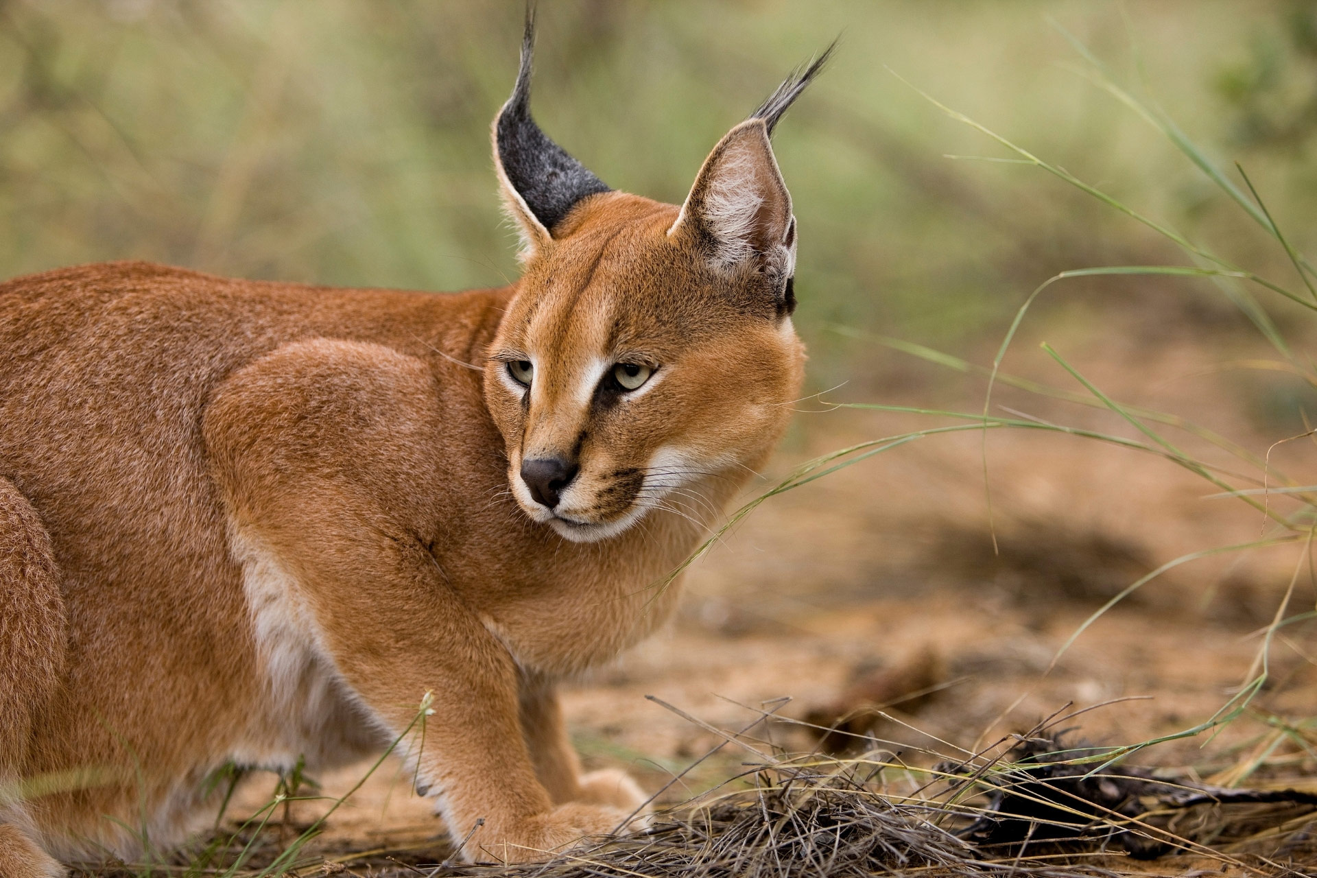 African wilderness, Enigmatic hunter, Captivating wilderness, Untamed beauty, 1920x1280 HD Desktop