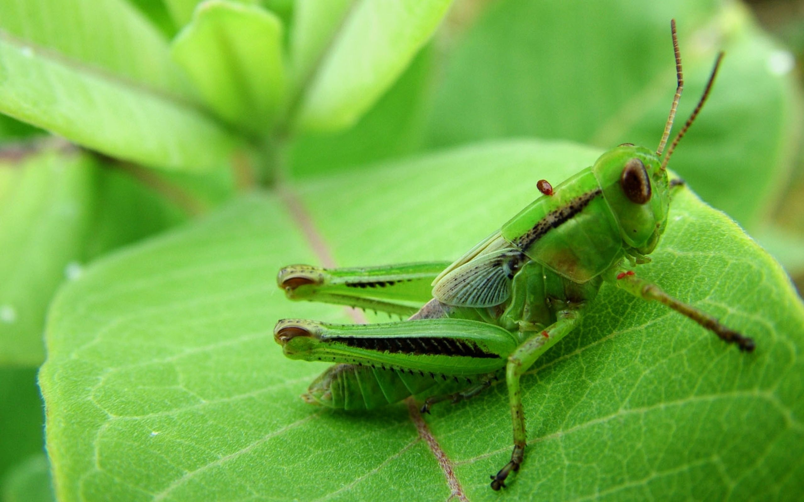 Cricket insect, Desktop wallpapers, Backgrounds, HD, 2560x1600 HD Desktop