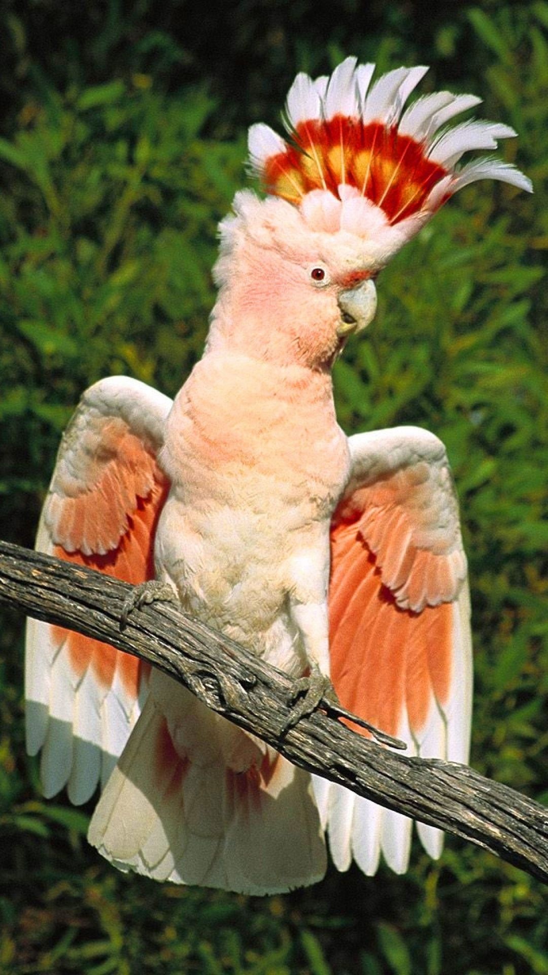 Cool cockatoo pins, Quirky collectibles, Avian enthusiasts, Unique accessories, 1080x1920 Full HD Phone