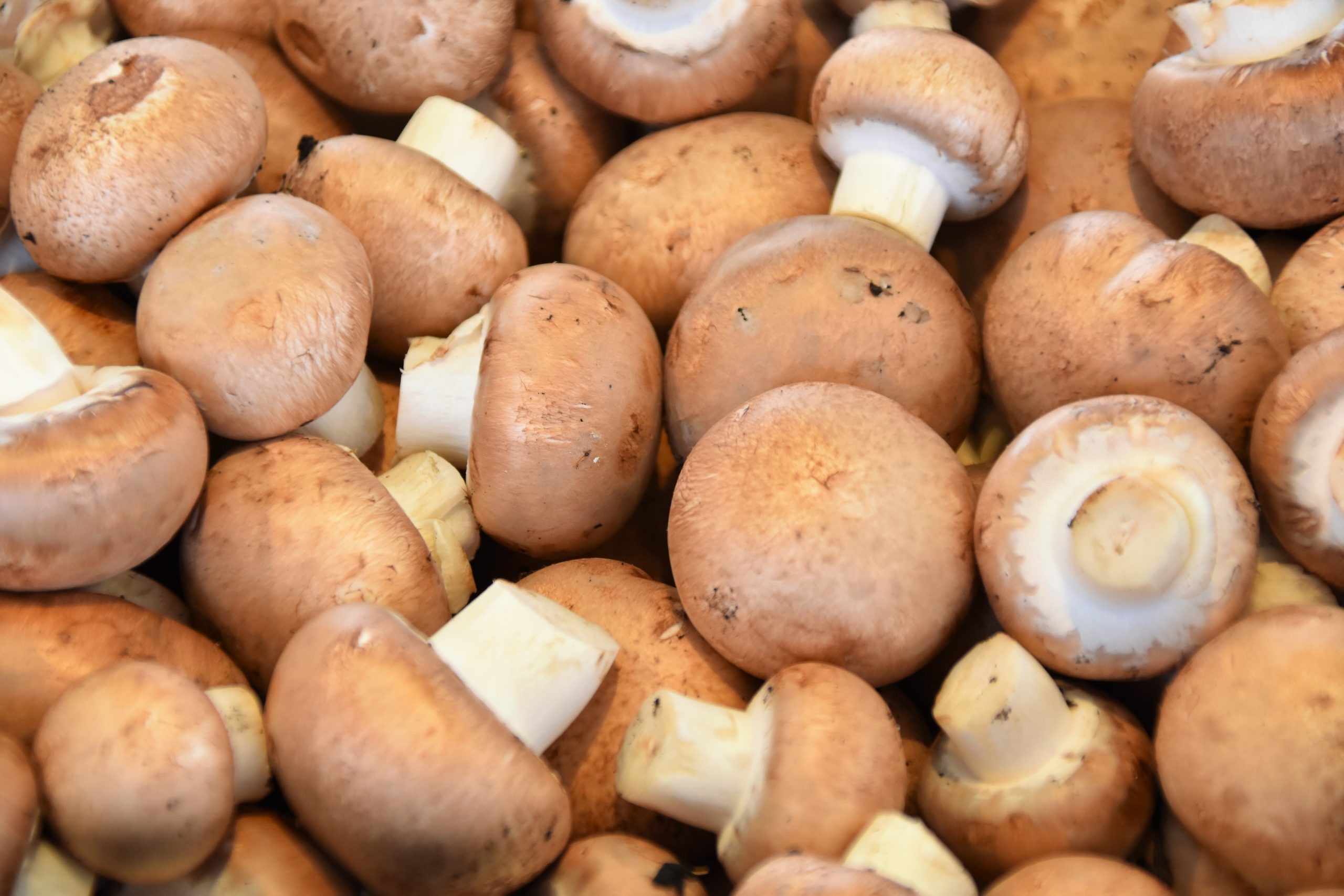 Differentiating champignons, brown and white, tiroler bio pilze, 2560x1710 HD Desktop