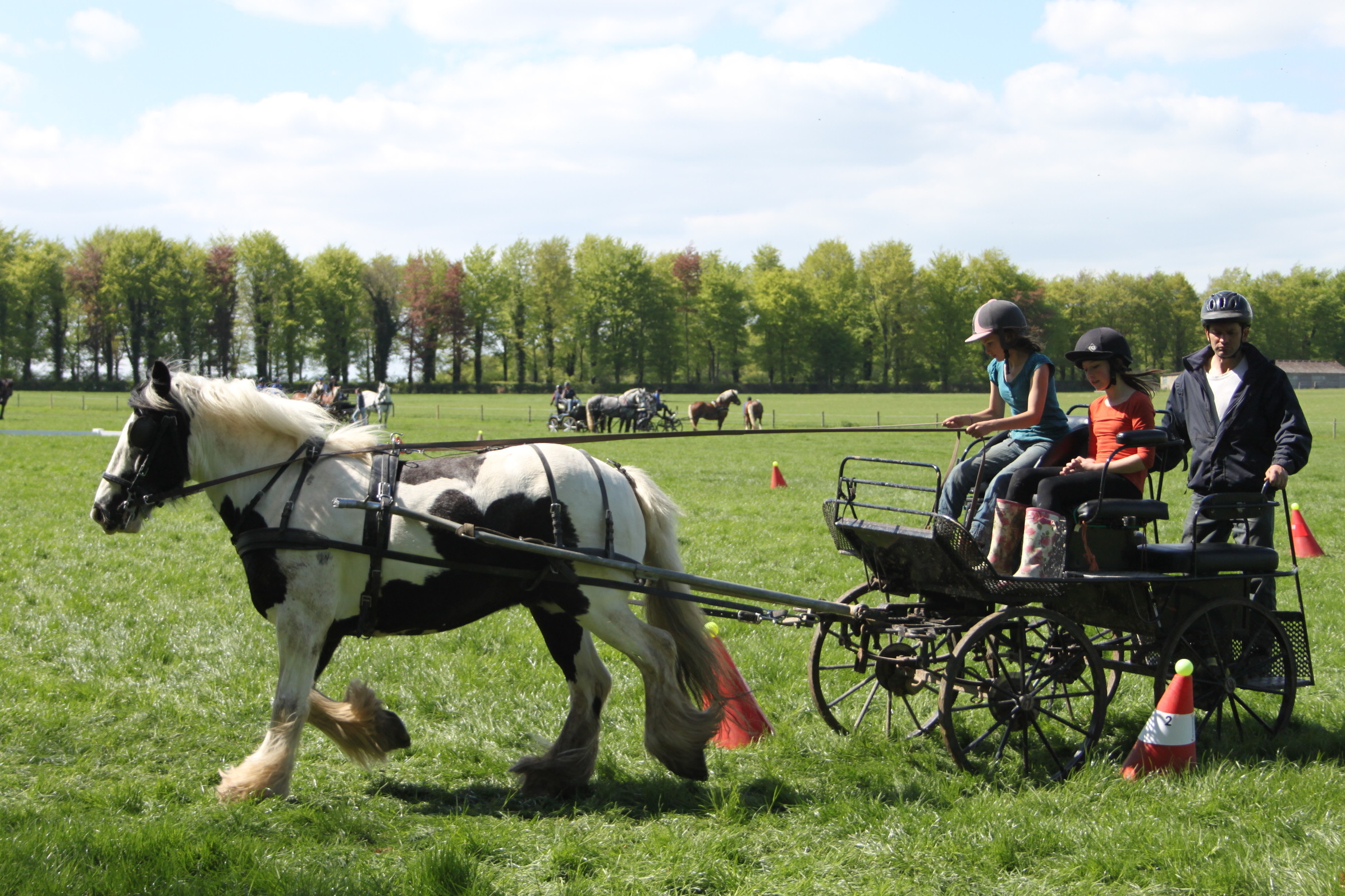 Carriage driving sports, Carriage driving lessons, U033e surrey hills horseman, 2360x1570 HD Desktop
