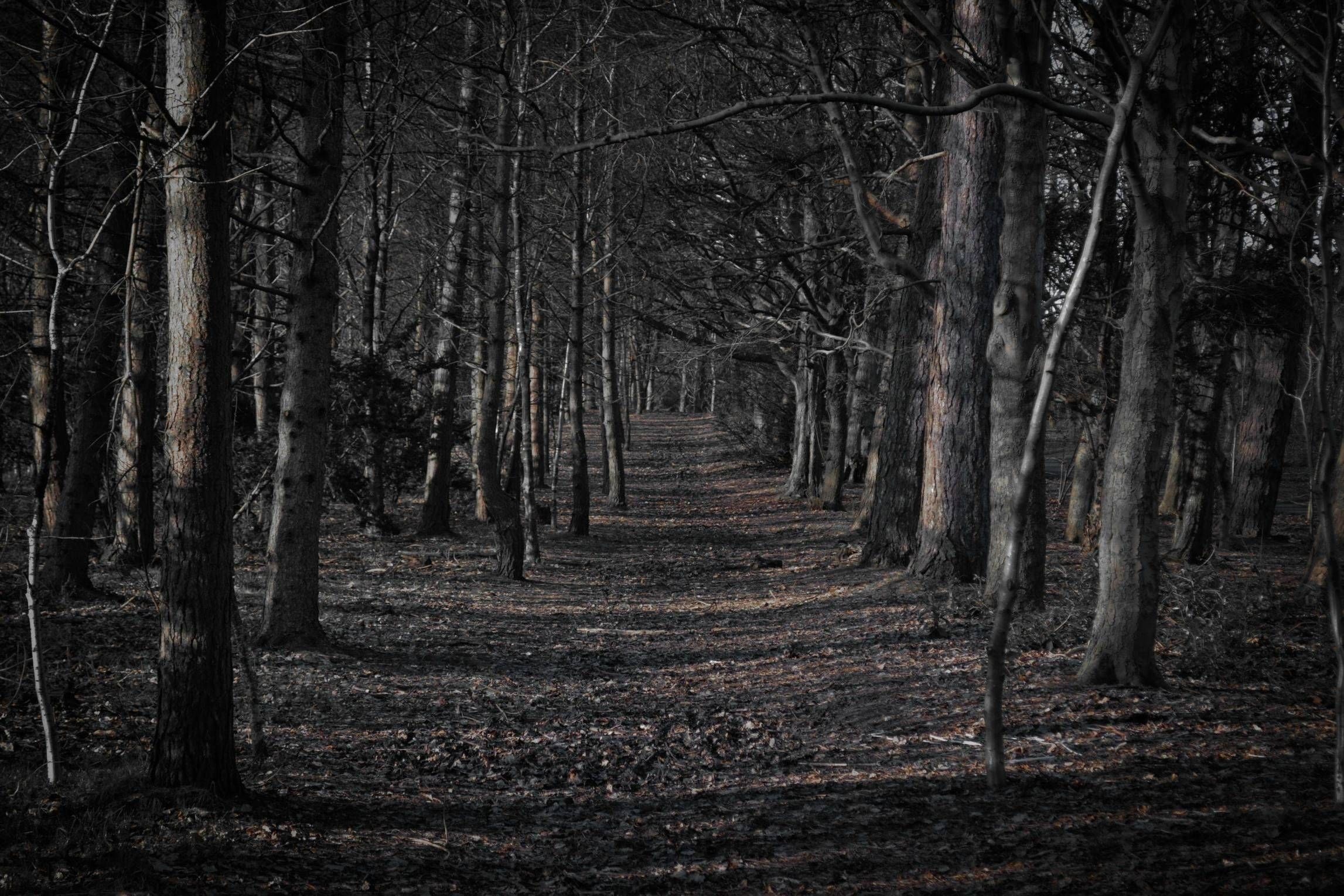 dark woodland trail, bare tree trunks, fallen leaf litter, HD Desktop wallpaper