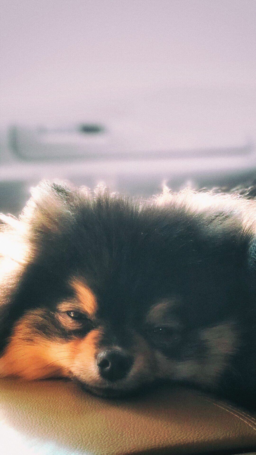 Yeontan, BTS fan art, Adorable backgrounds, Cute chihuahua, 1080x1920 Full HD Phone