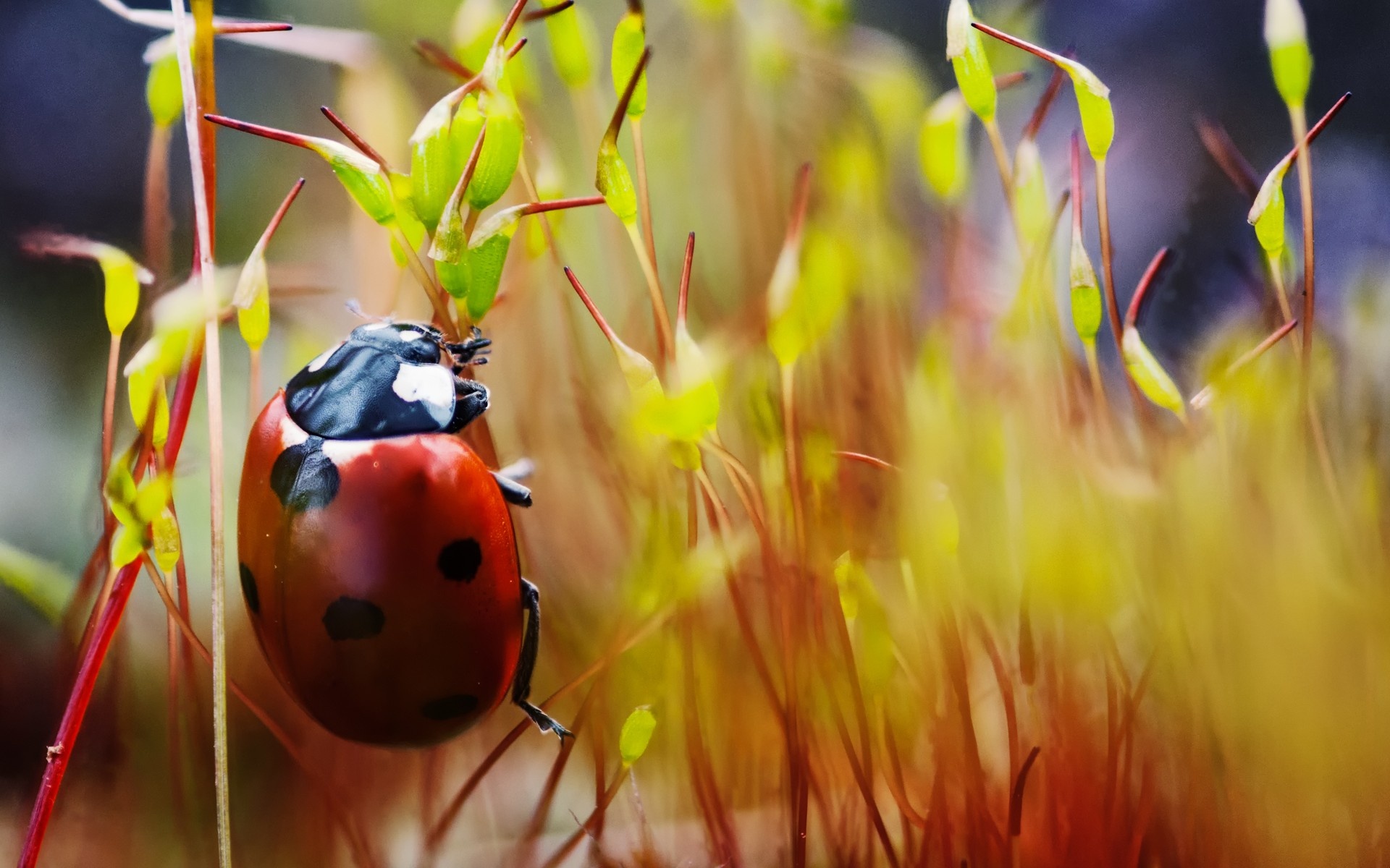 Beetle, Bug wallpapers, Animal, Wallpaper, 1920x1200 HD Desktop