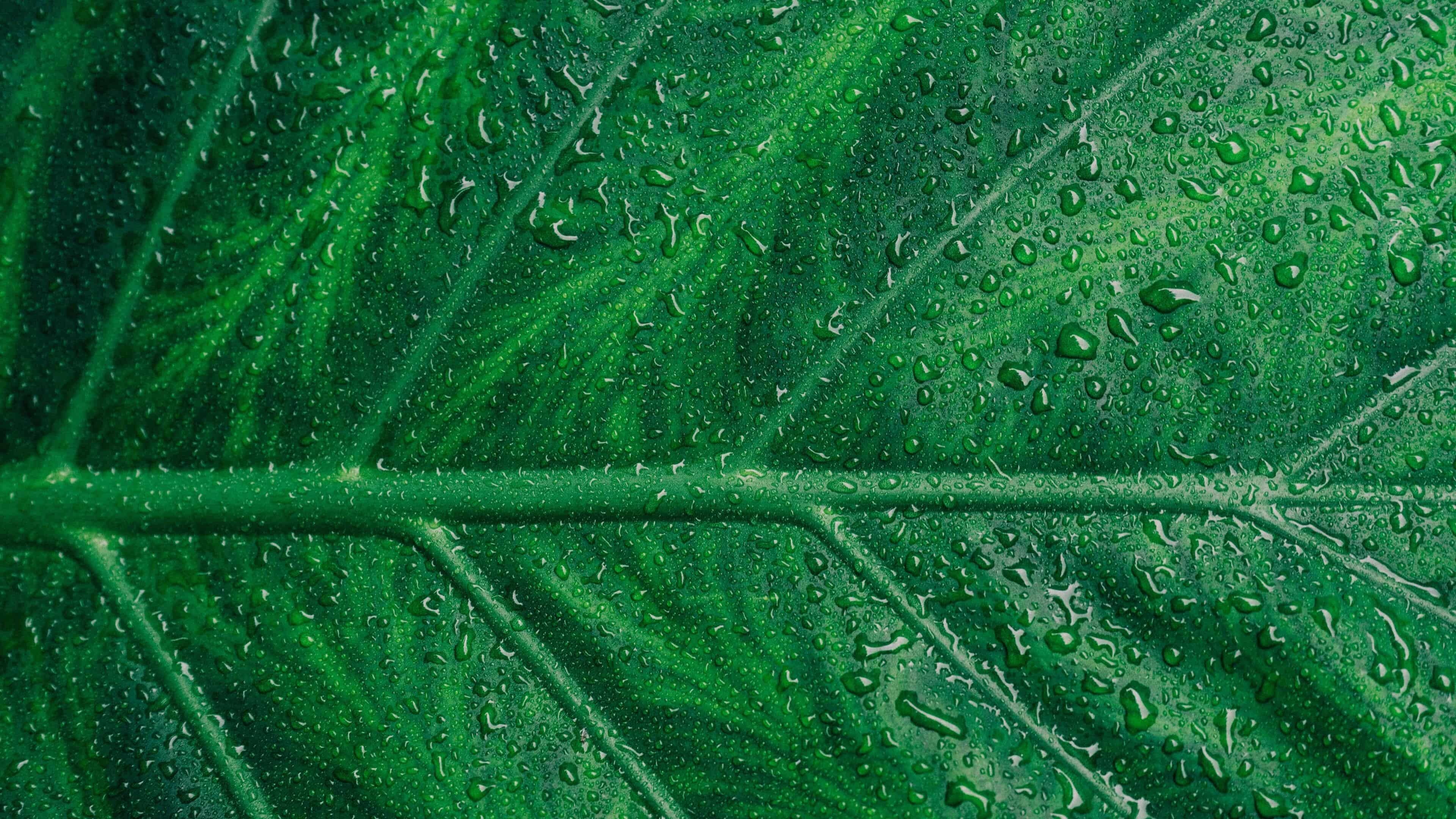 Water droplets, Leaf, UHD 4K wallpaper, 3840x2160 4K Desktop