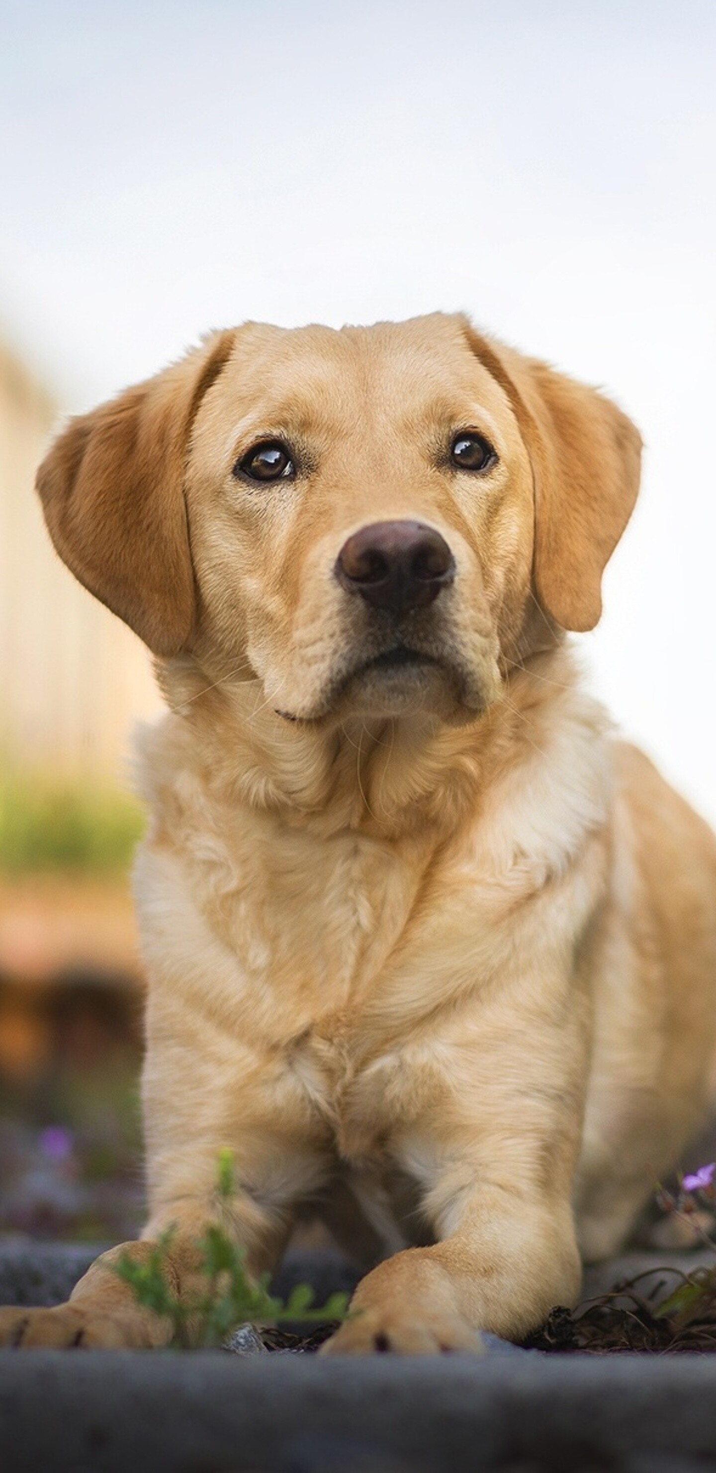 Labrador Retriever, Samsung Galaxy Note 9, QHD, 4K wallpapers, 1440x2960 HD Phone