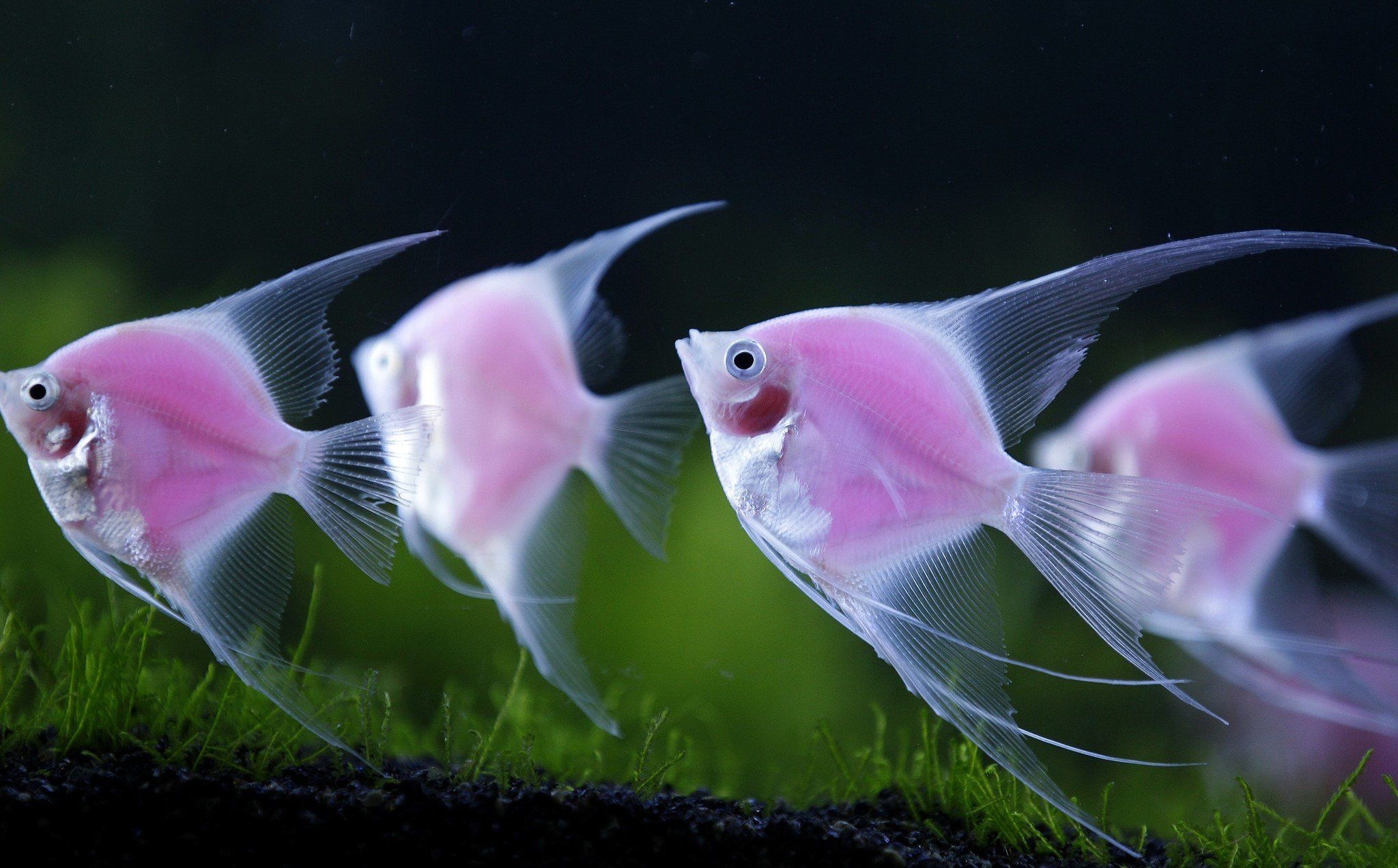 Angelfish, Genetically Engineered, Pterophyllum, Taiwan, 2050x1280 HD Desktop