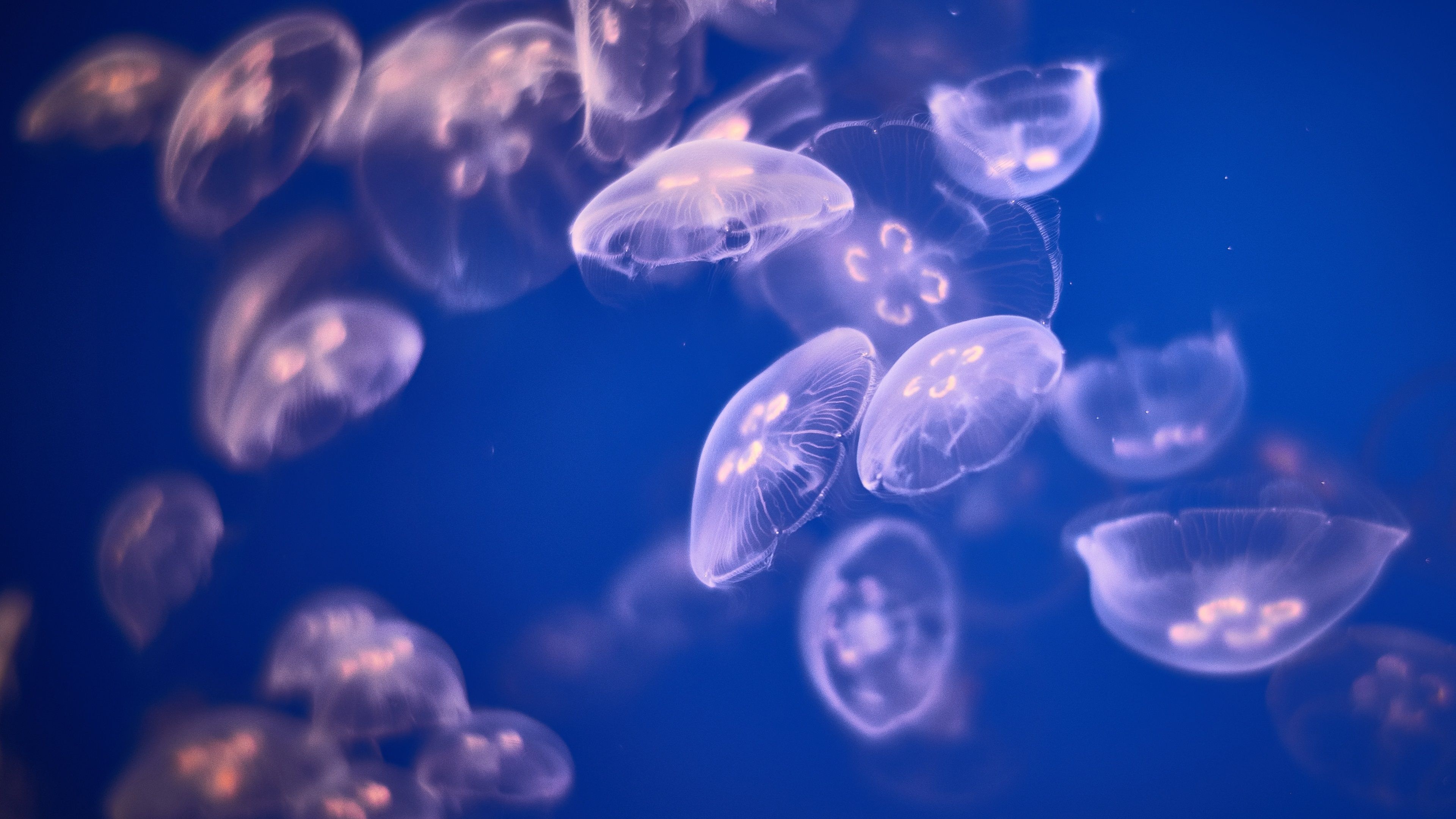 Aurelia aurita, Jellyfish Wallpaper, 3840x2160 4K Desktop