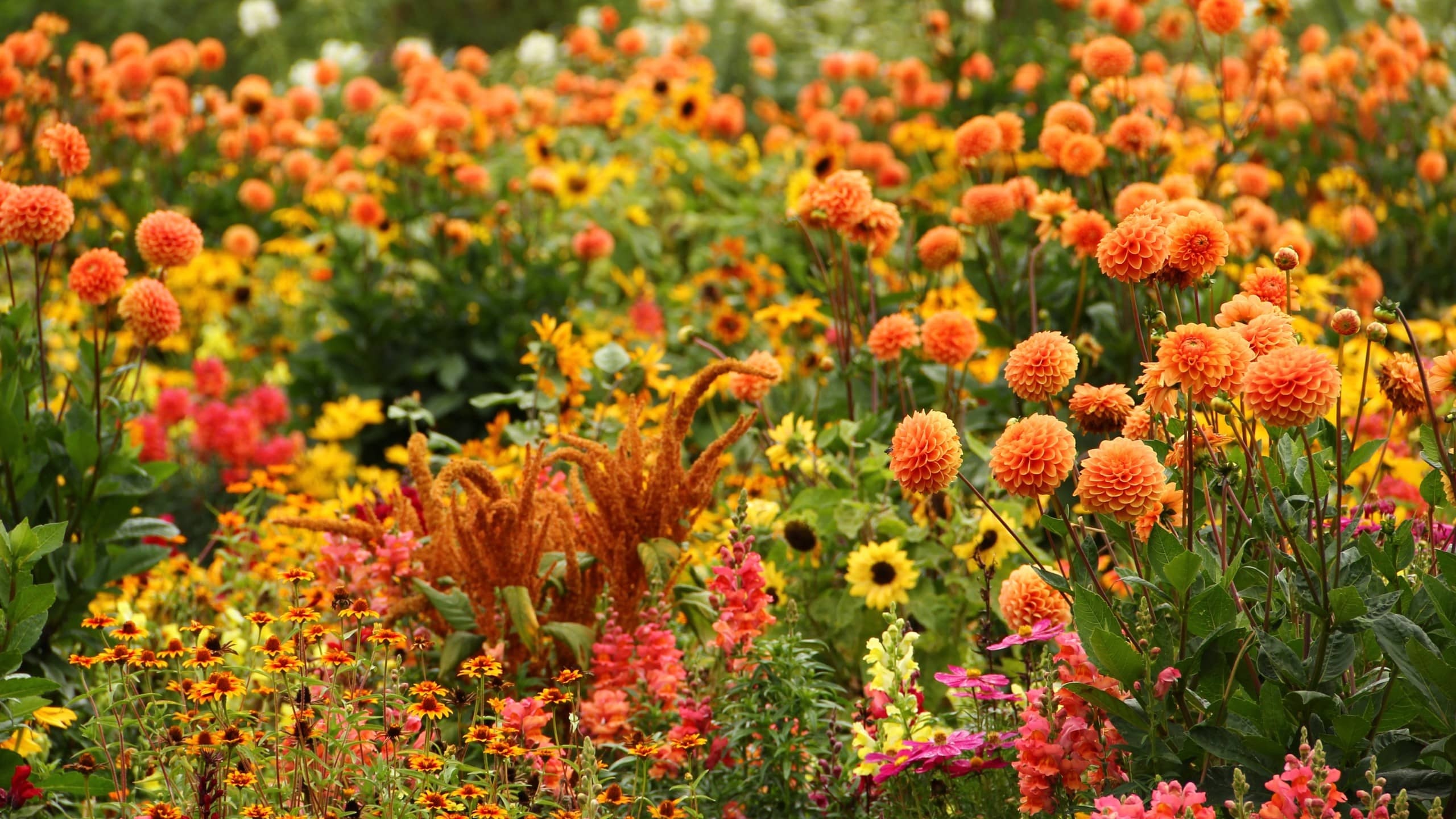 Orange ball dahlias, Blooming autumn flowerbed, Pink snapdragon flowers, Bronze amaranth plumes, HD Desktop wallpaper