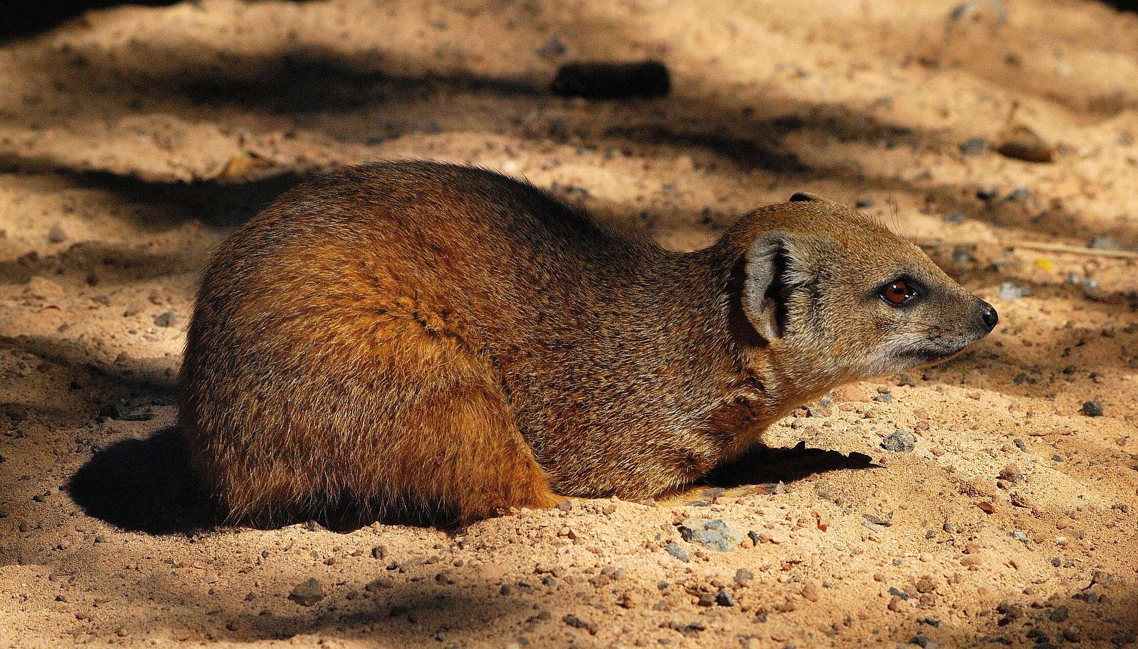 Mongoose, Yellow mongoose, Encyclopedia of life, Media portrayal, 2230x1280 HD Desktop