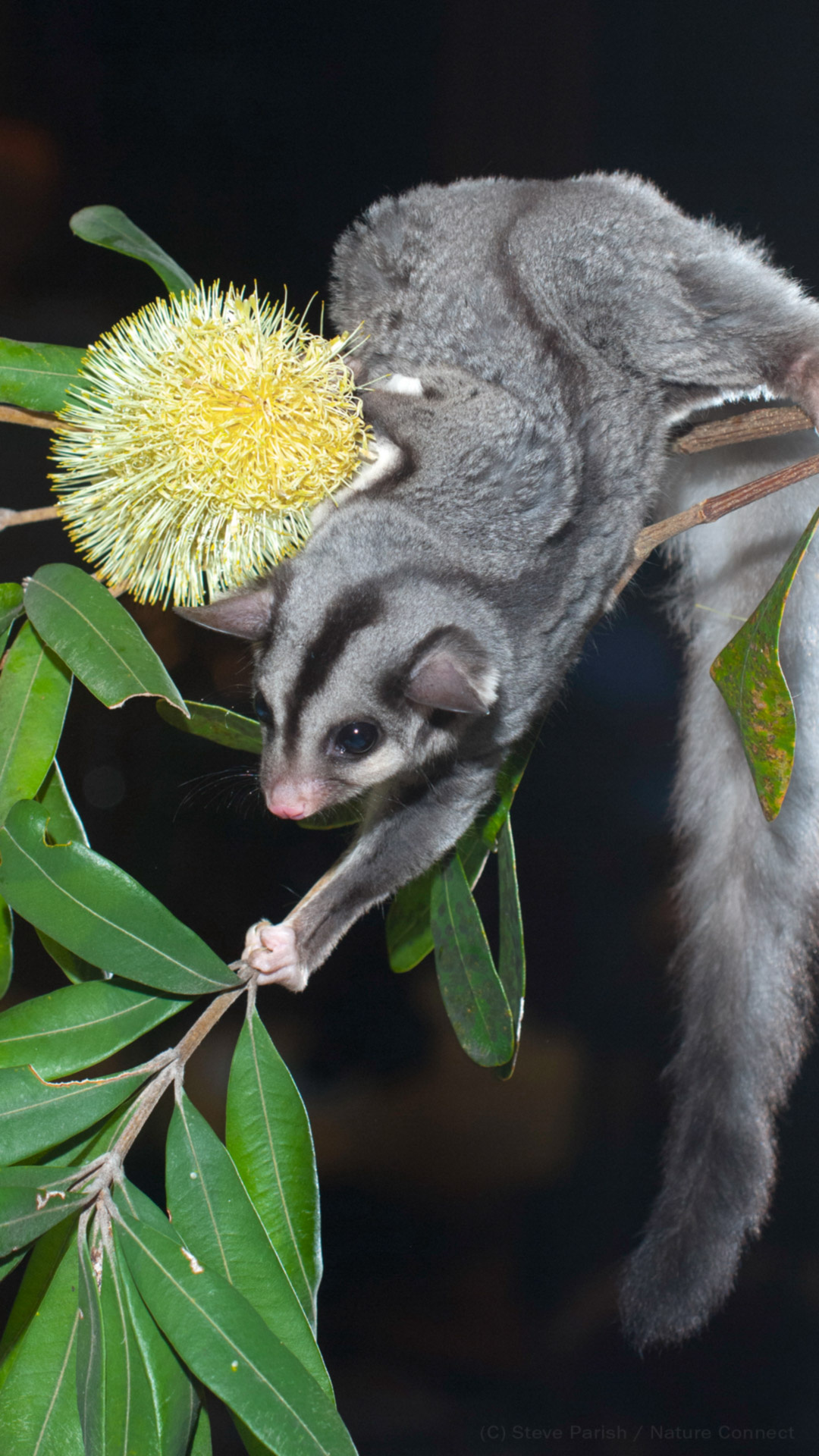 Free desktop wallpapers, Bush Heritage Australia, Nature's beauty, Australian wildlife, 1080x1920 Full HD Phone