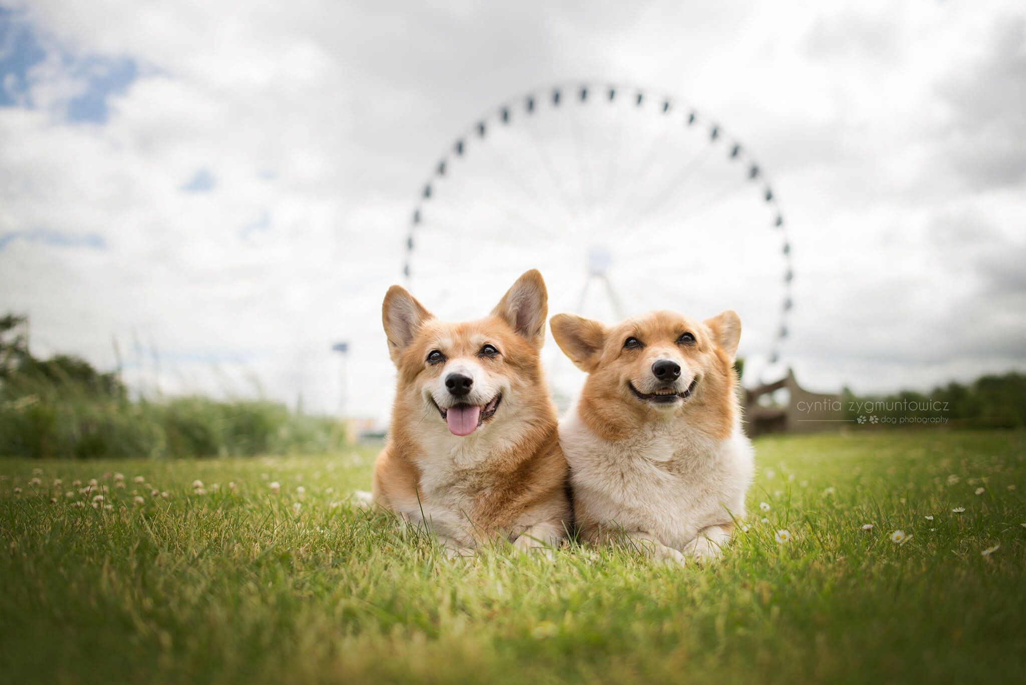 Couple, Corgis Wallpaper, 2050x1370 HD Desktop