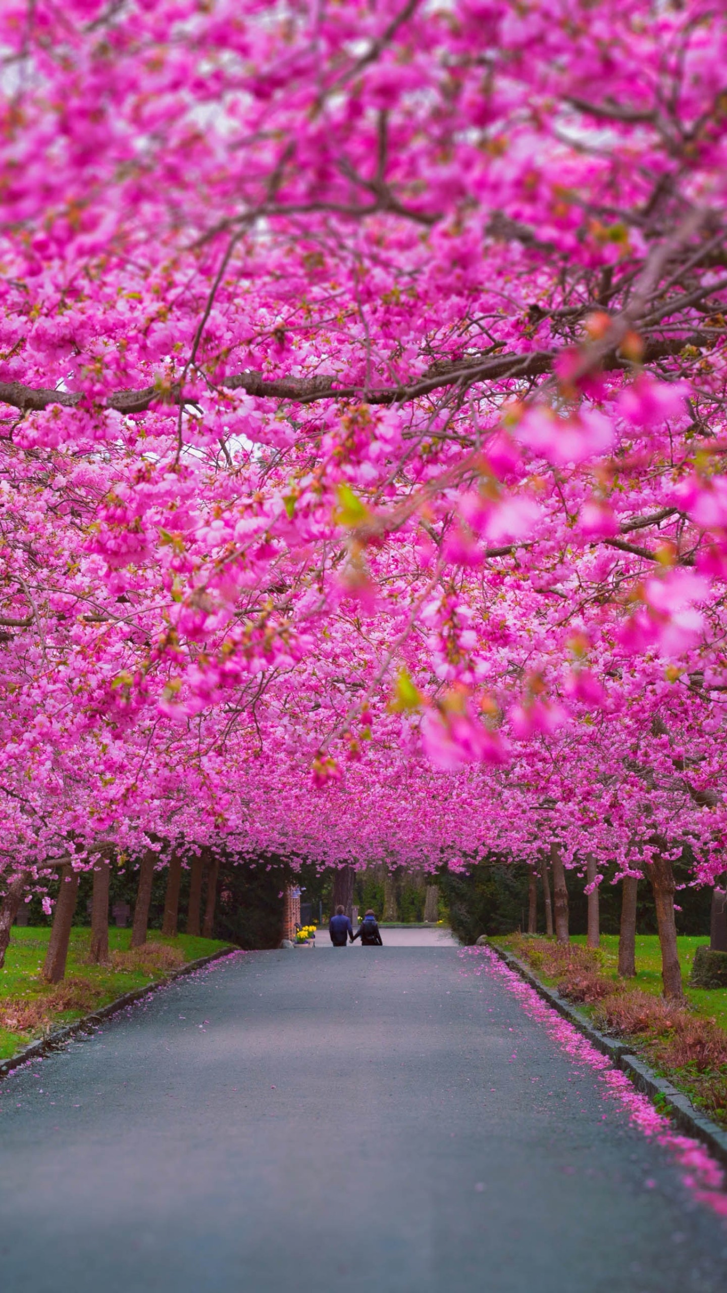 Blooming sakura tree canopy, Pink cherry blossom tunnel, Paved park pathway, HD Phone wallpaper