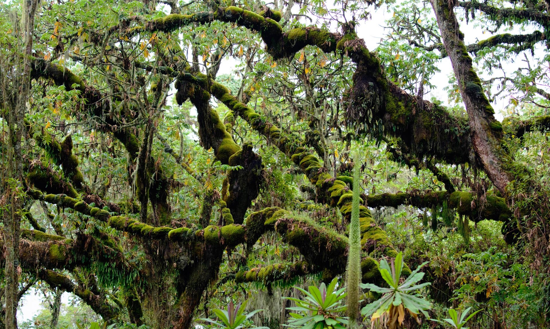 Virunga National Park, Endangered ecosystems, Conservation, Wonder, 1920x1150 HD Desktop