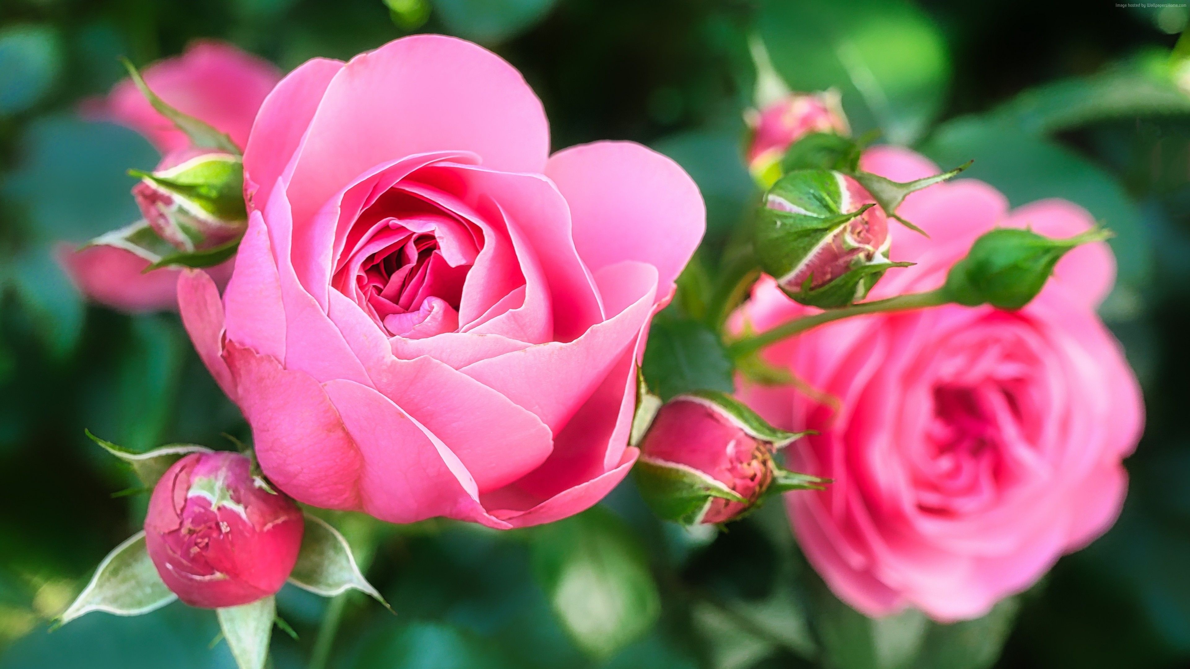 Pink rose bloom, Unopened rosebuds, Green garden foliage, 4K Desktop wallpaper