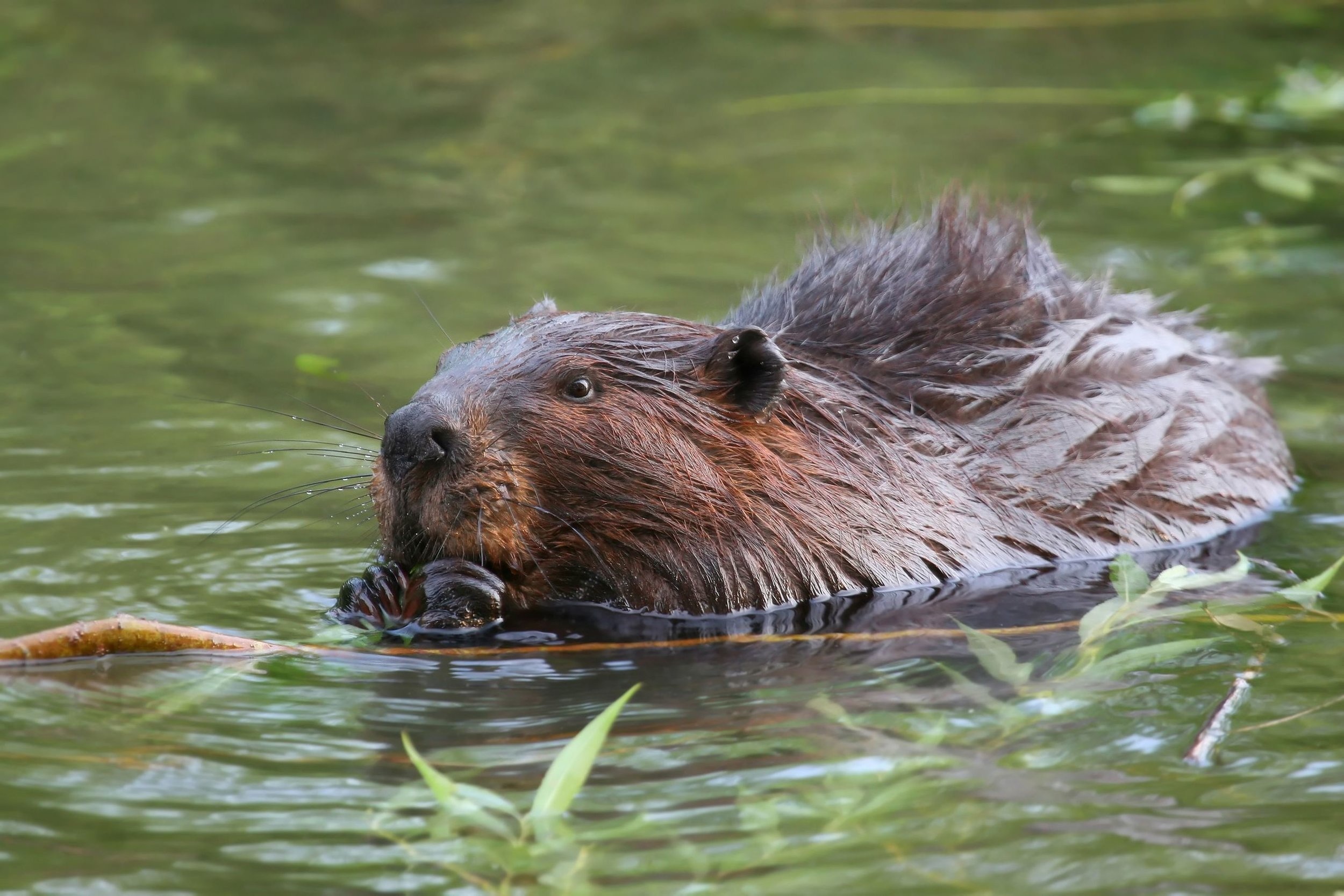 Beaver solutions, Land conservation, Habitat restoration, Wildlife protection, 2500x1670 HD Desktop