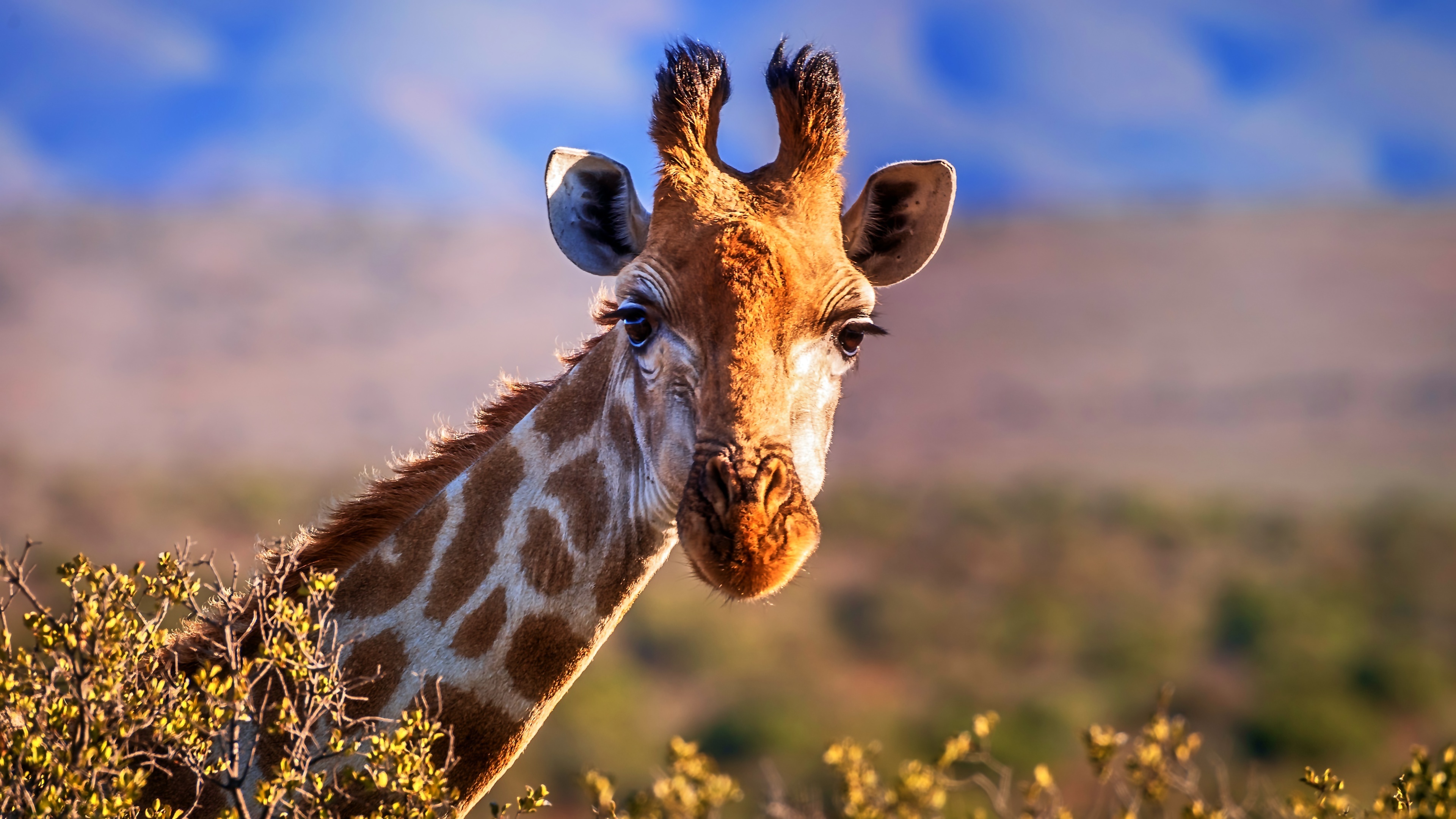 Captivating giraffe desktop, Towering presence, Majestic grace, Wildlife wonder, 3840x2160 4K Desktop