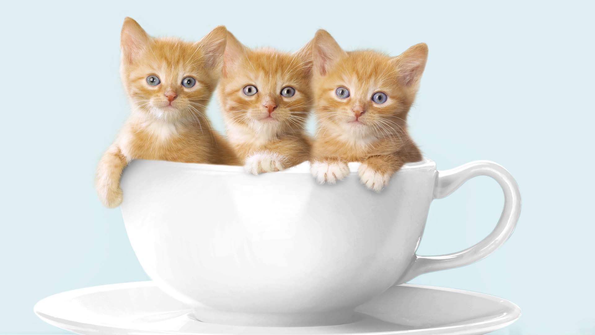 three ginger tabby kittens, white ceramic teacup saucer, light blue backdrop, Full HD Desktop wallpaper
