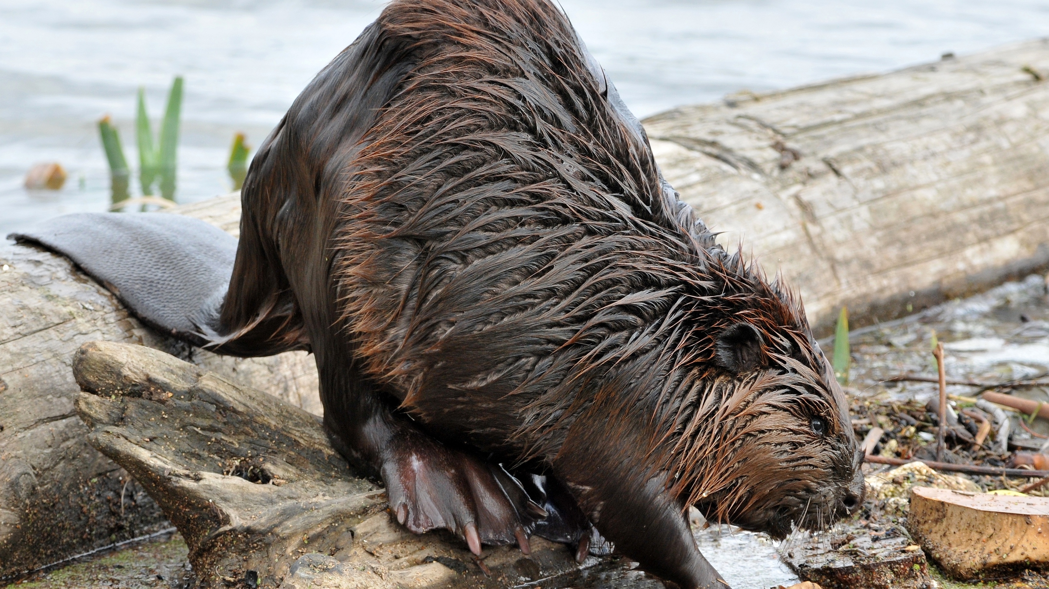 Beaver wallpapers, Nature backgrounds, Wildlife images, Animal photos, 3450x1940 HD Desktop