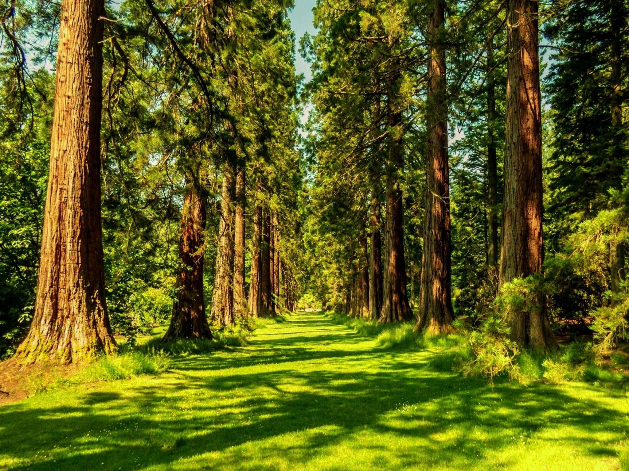 giant sequoia avenue, sunlit grassy path, dappled tree shadows, HD Desktop wallpaper