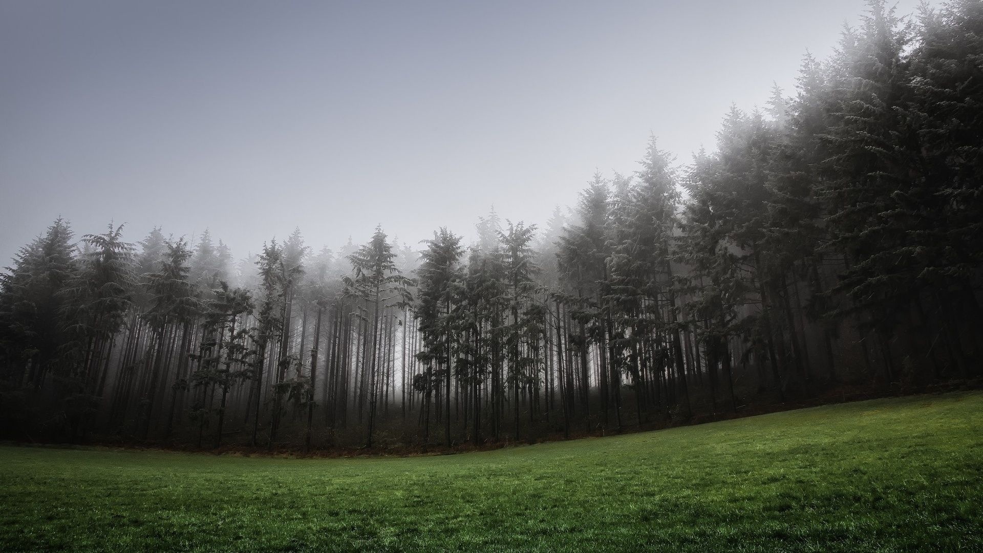 misty pine forest, green grass meadow, dense morning fog, Full HD Desktop wallpaper