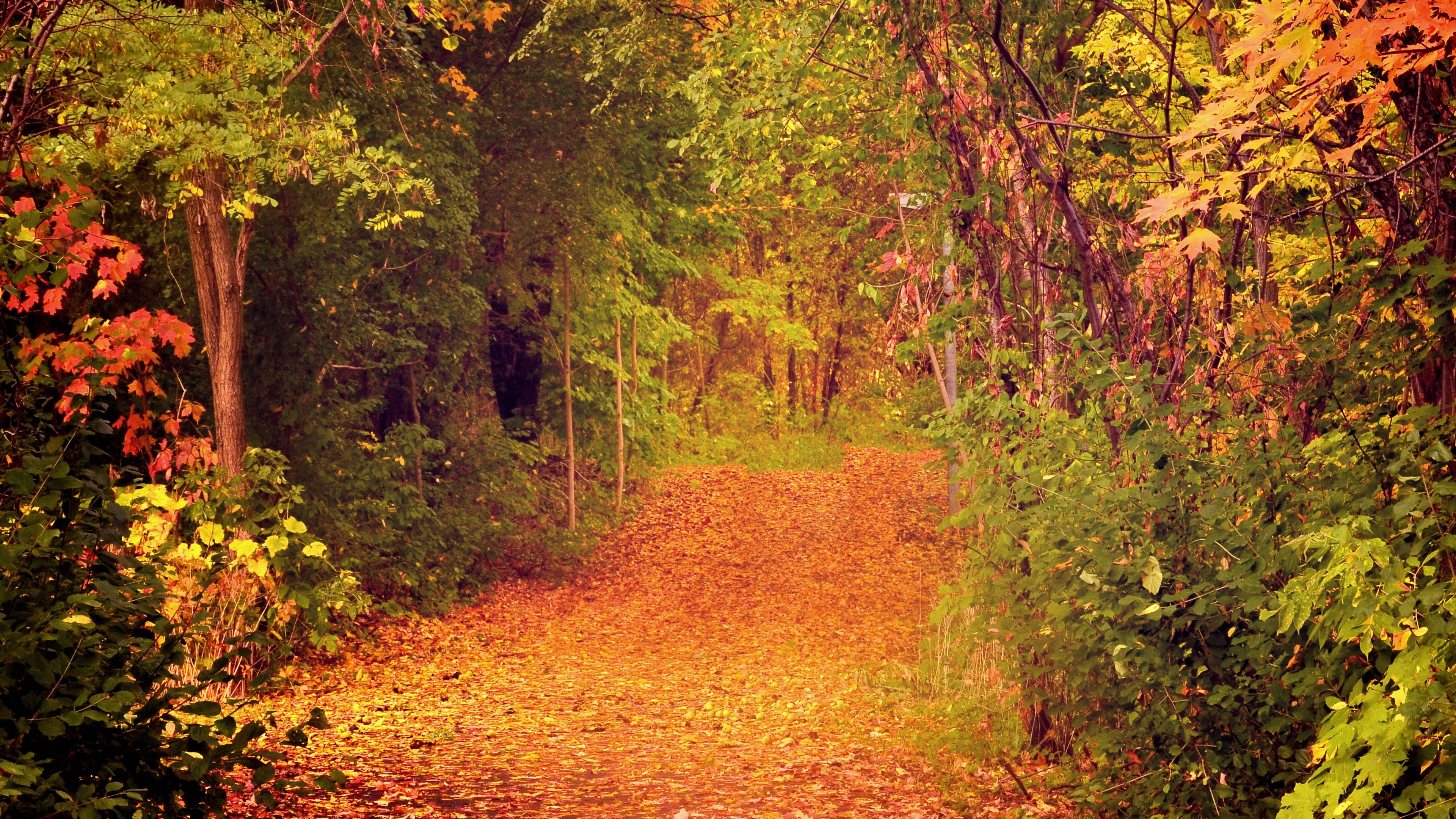 4K resolution, Fall arrangement, Vivid colors, Nature's canvas, Seasonal variety, 3840x2160 4K Desktop