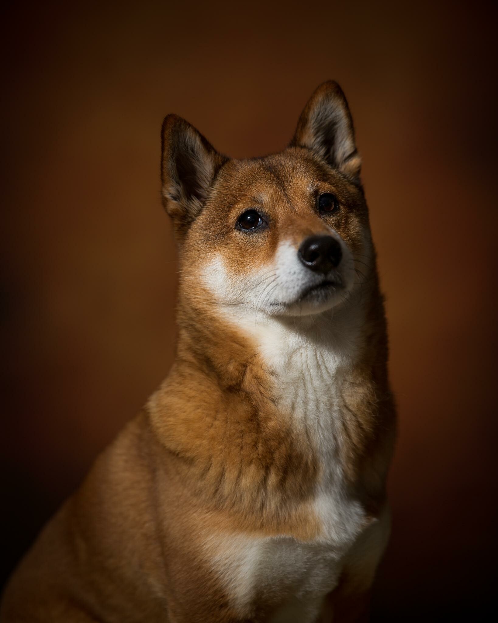 Shiba Inu, Octogoose, Quirky animal, 1640x2050 HD Phone