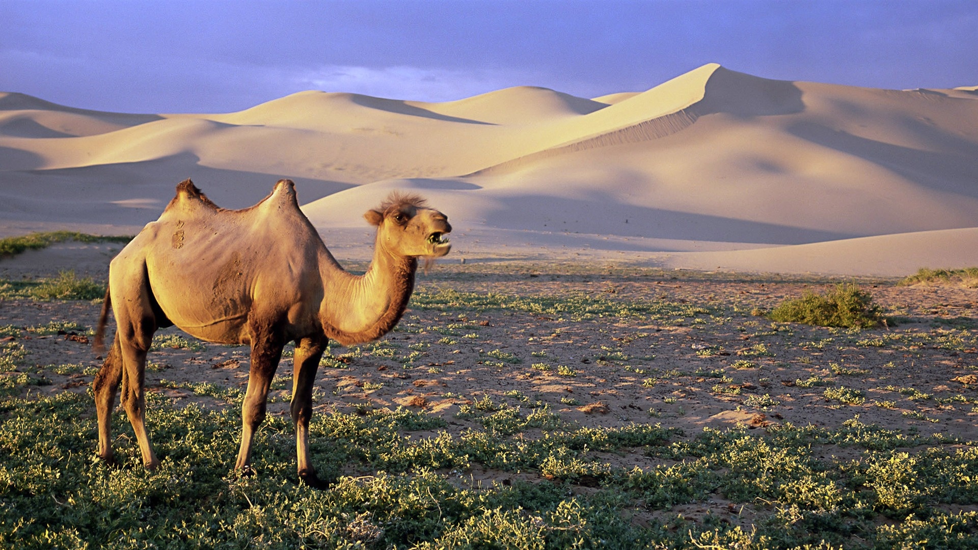 Gobi Desert, Camels Wallpaper, 1920x1080 Full HD Desktop