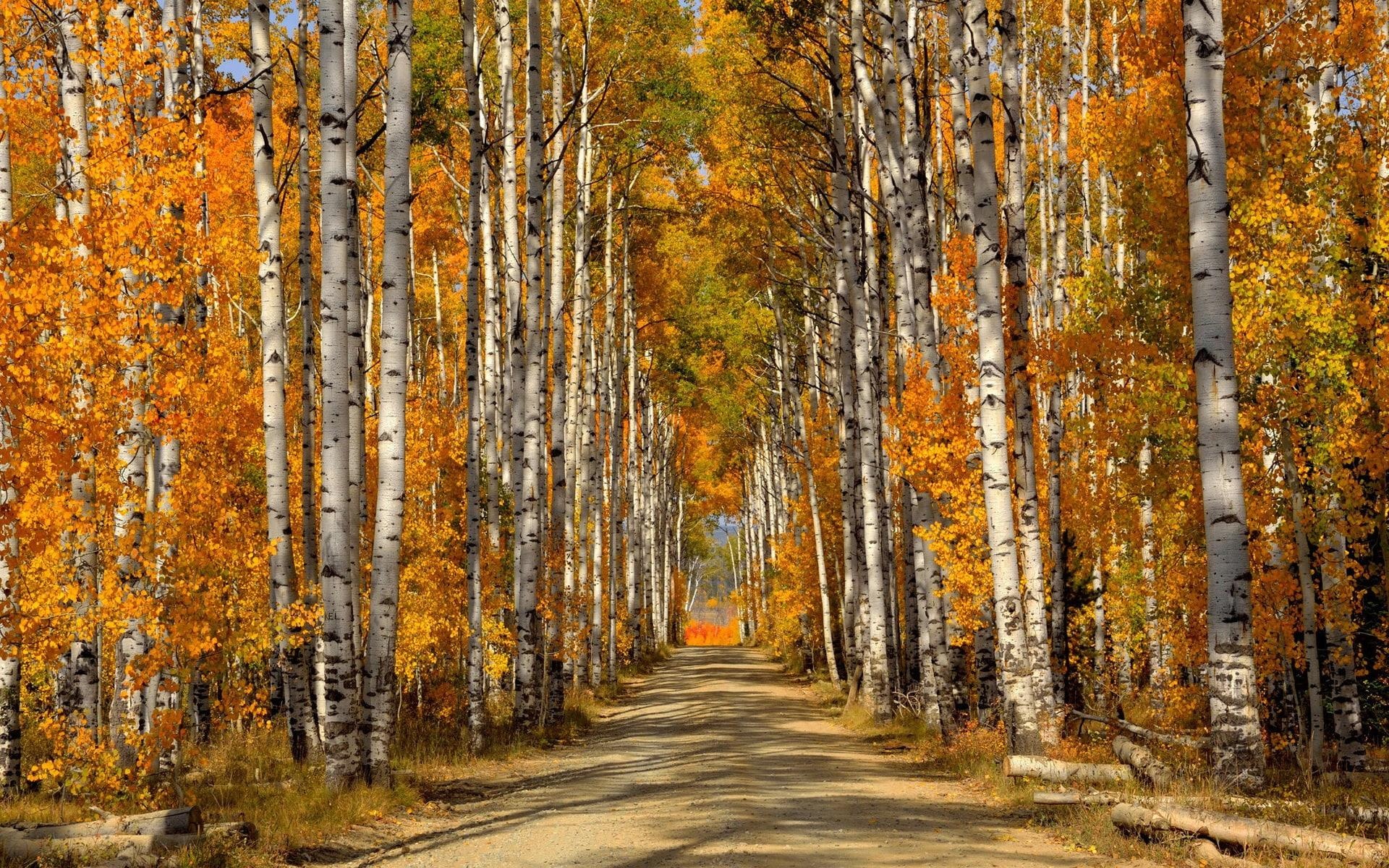 Birch trees autumn wallpapers, Birch trees, Autumn wallpapers, 1920x1200 HD Desktop