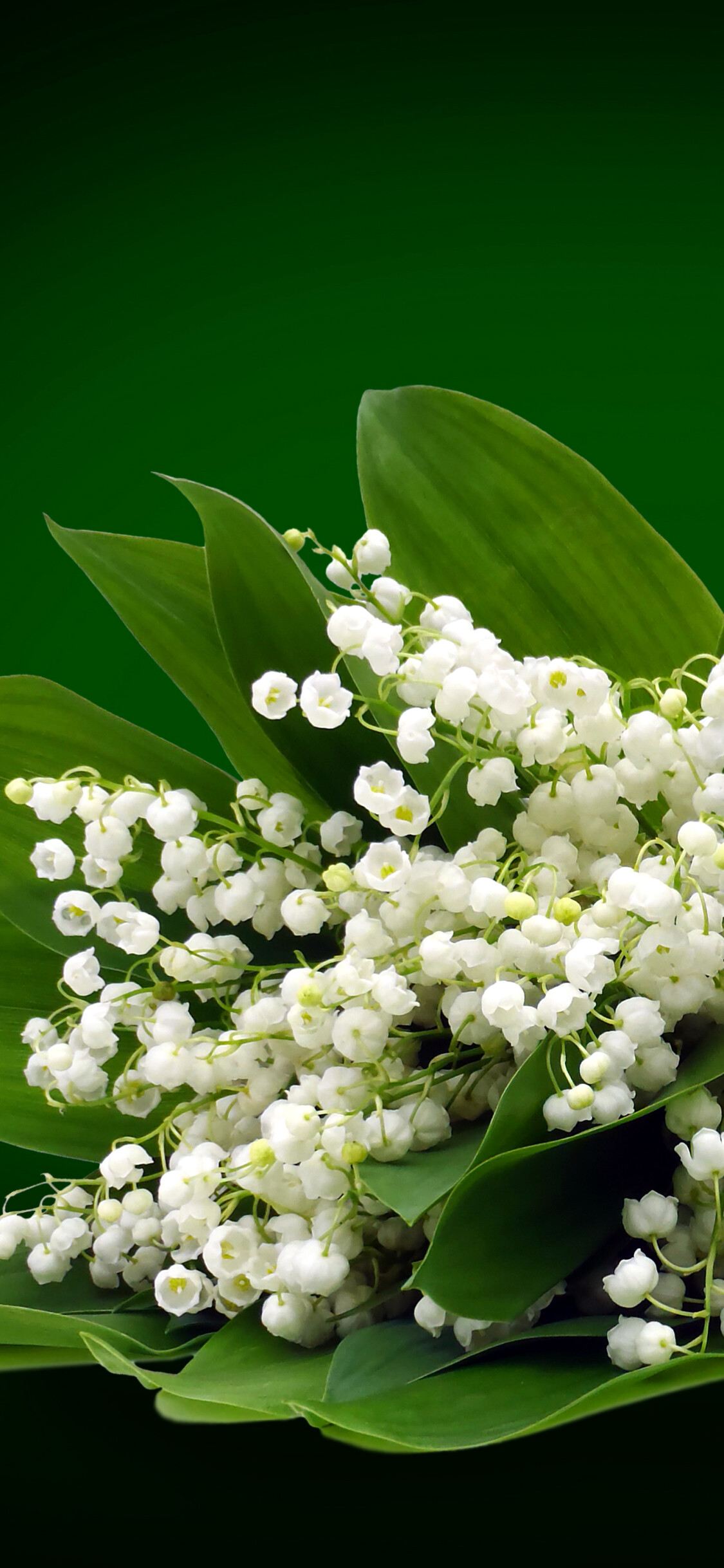 Earth's delicate beauty, Blossoming white flowers, Natural splendor, Harmony of nature, 1130x2440 HD Phone