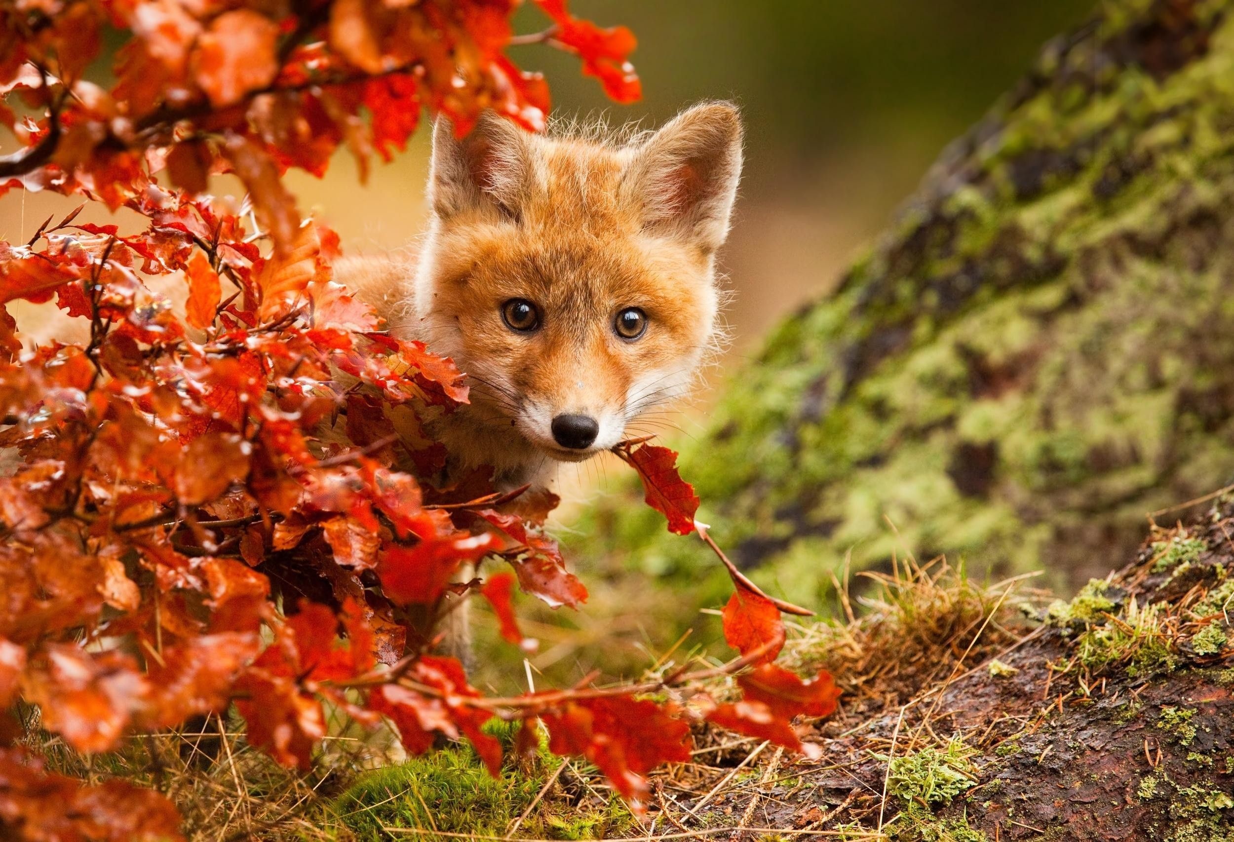 Red fox kit, Red autumn foliage, Moss-covered tree trunk, HD Desktop wallpaper