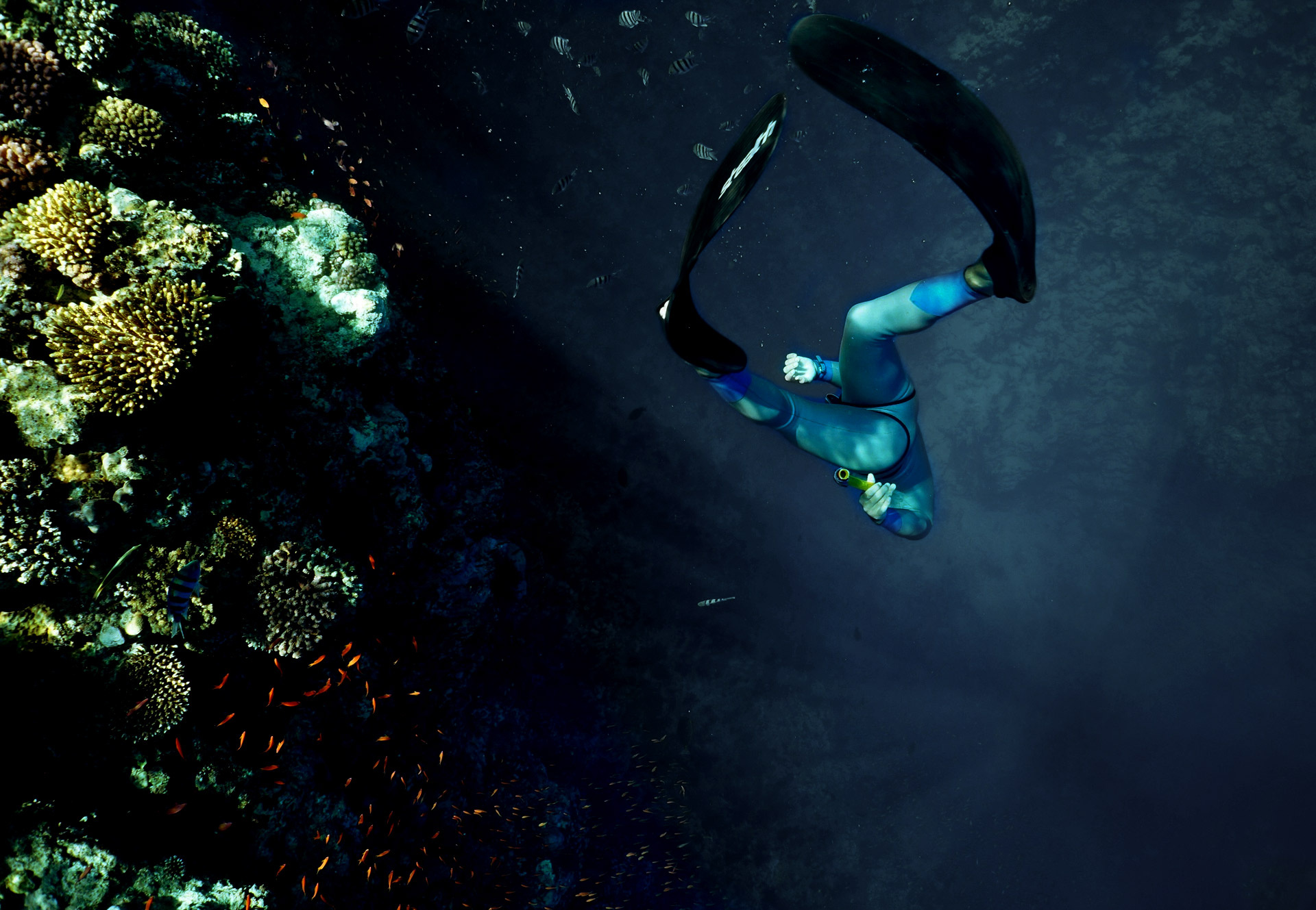 Coral reef, Freediving Wallpaper, 1920x1330 HD Desktop