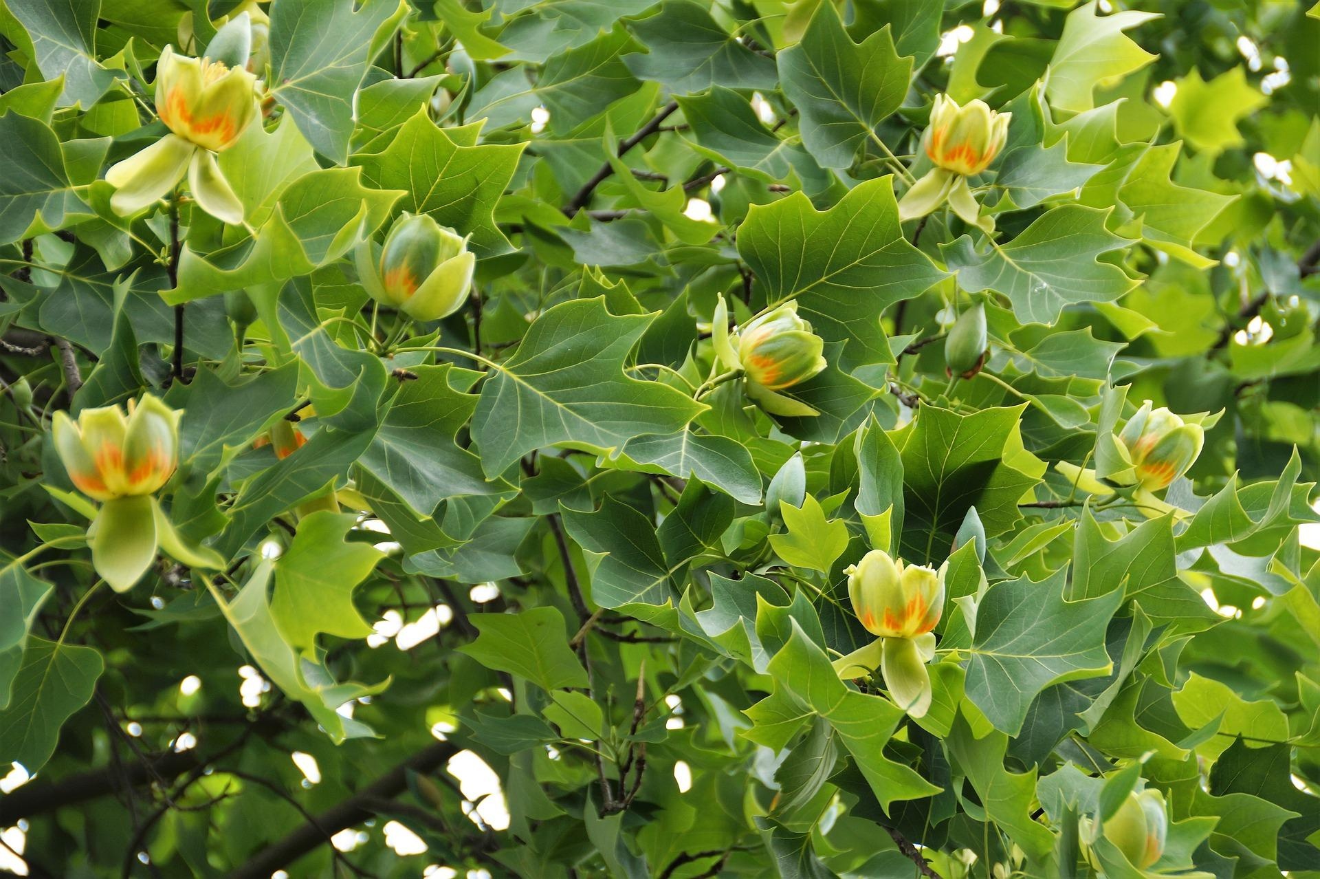 Tulip Poplar, George Washington's Mount Vernon, 1920x1280 HD Desktop