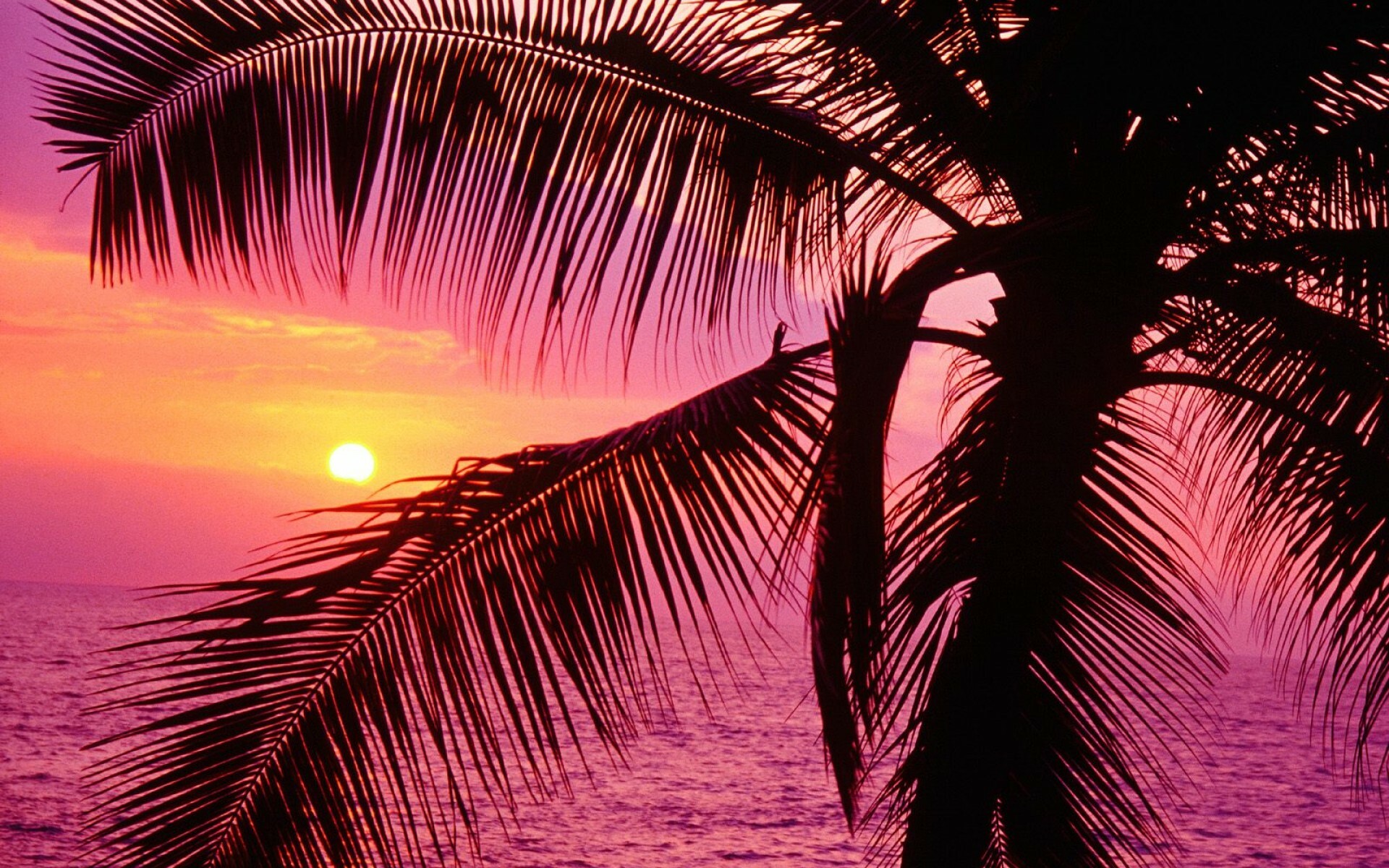 Palm Tree, Breathtaking sunset, Stunning background image, Nature's beauty, 1920x1200 HD Desktop