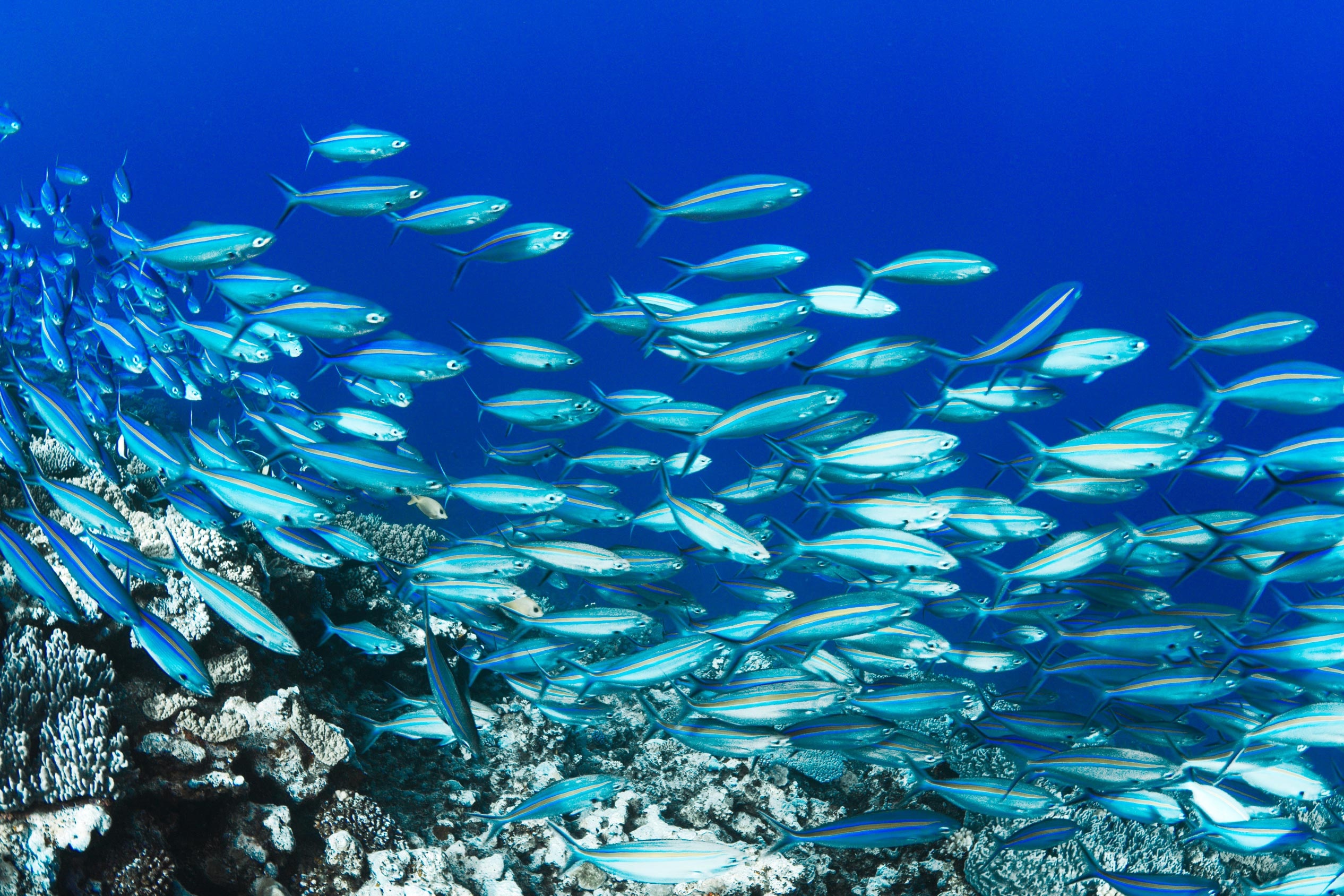 Schooling fusiliers, Coral reef slope, Deep blue water, HD Desktop wallpaper