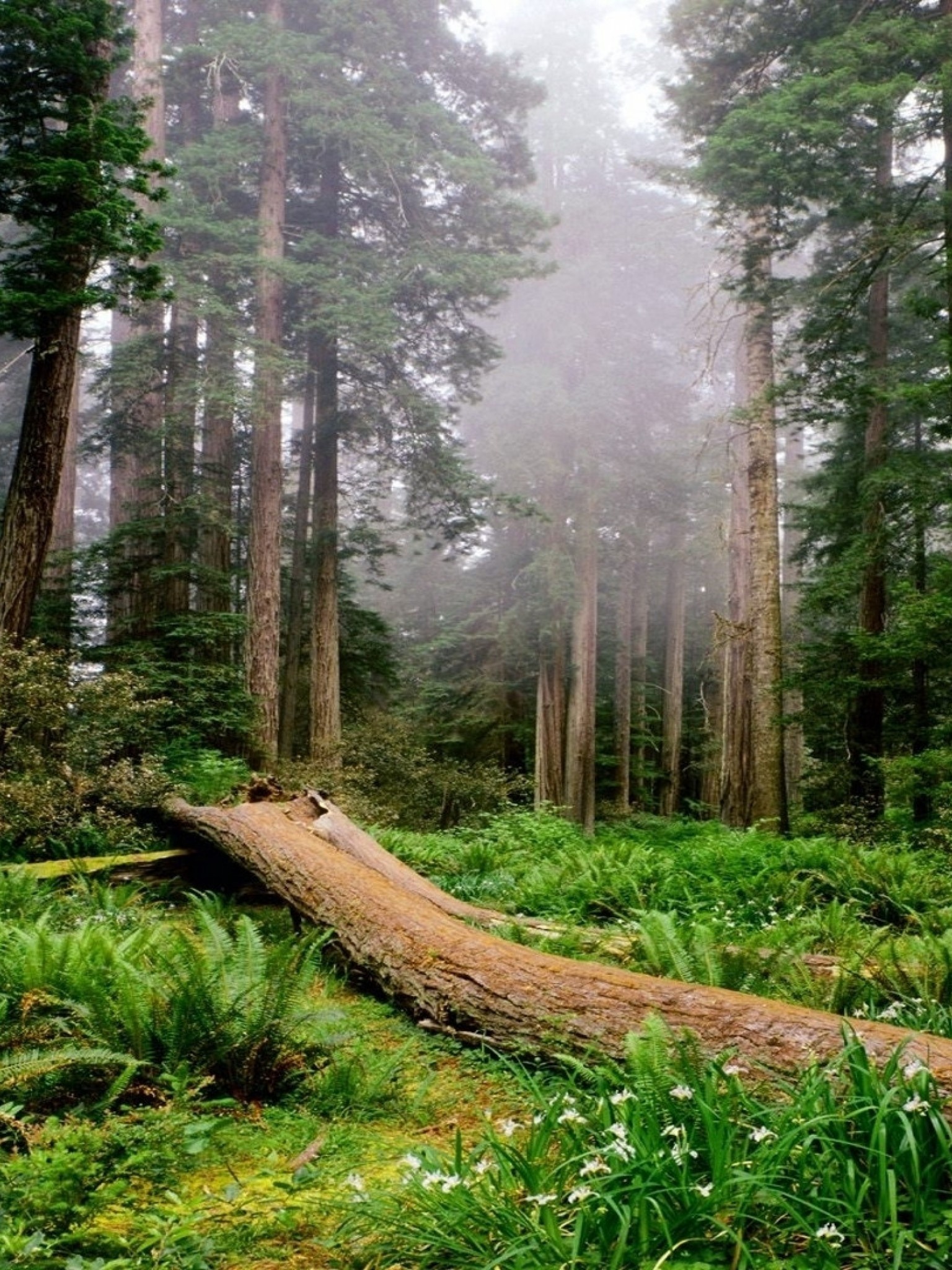 Redwood national park, Breathtaking beauty, Captivating landscapes, Natural magnificence, 1540x2050 HD Phone